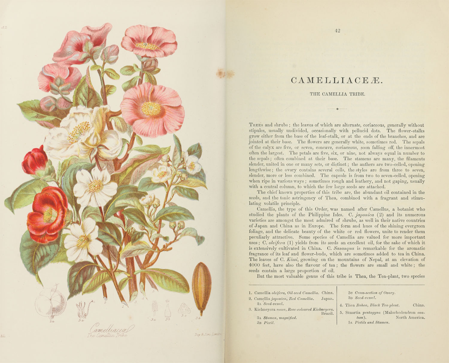 Scans of the original illustration and description of Camelliaceæ, the Camellia Tribe