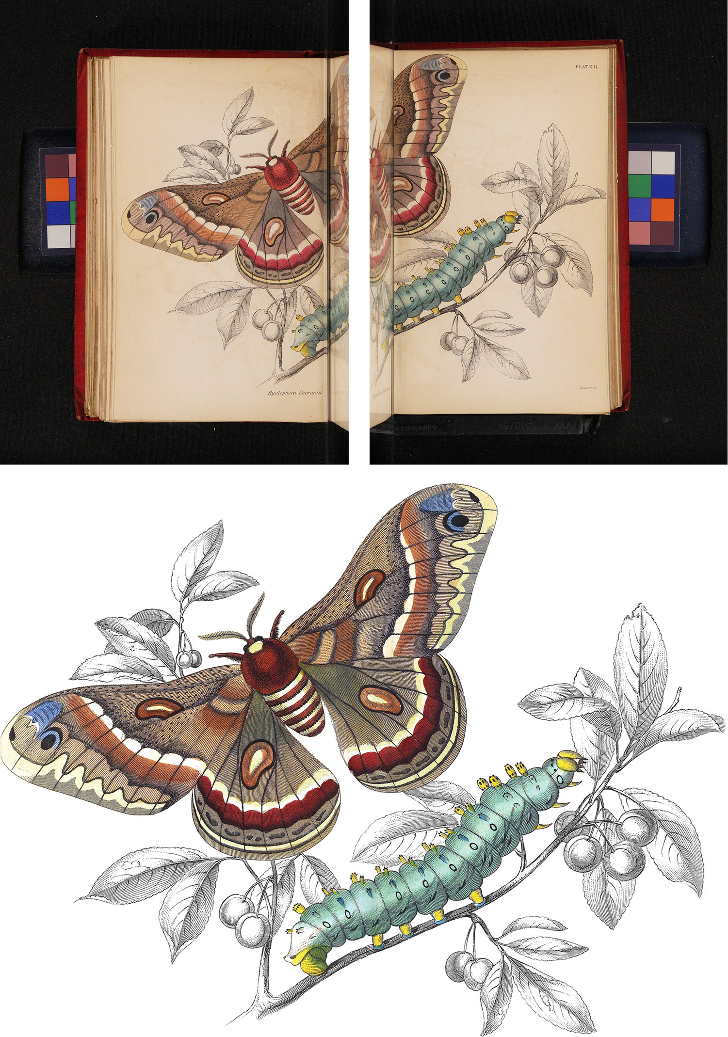 Moth restoration