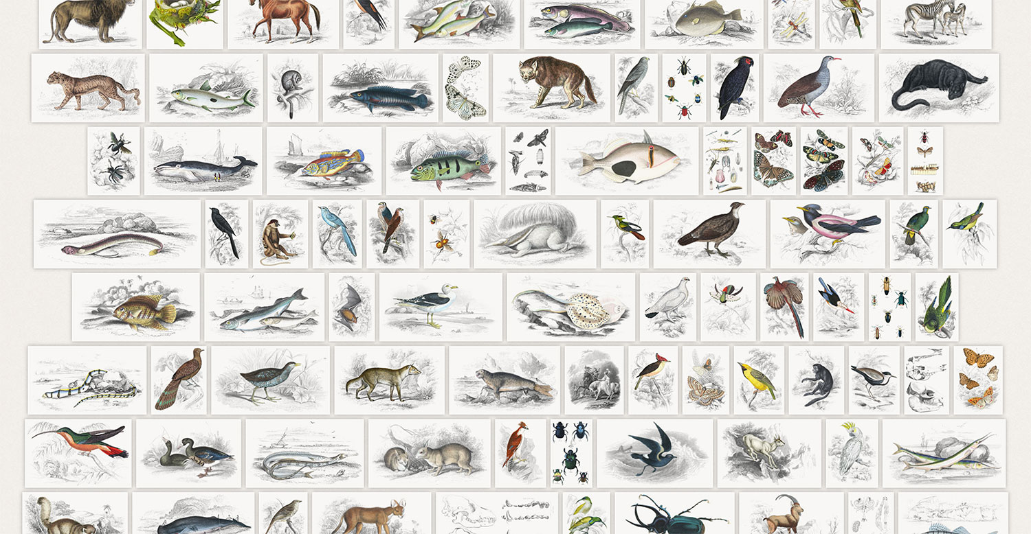 Illustrations collage
