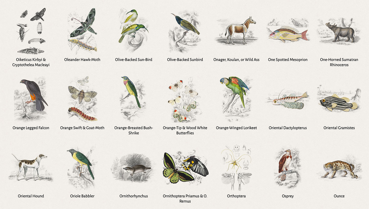 Illustrations grid