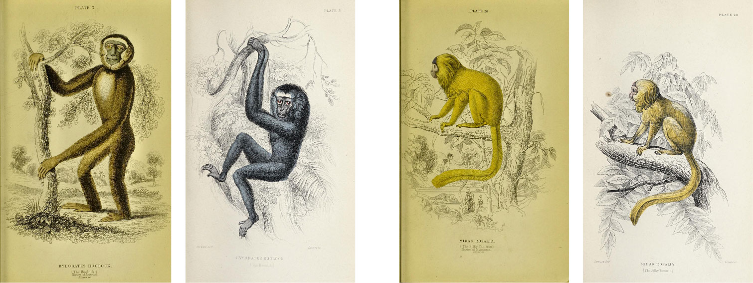 Monkeys