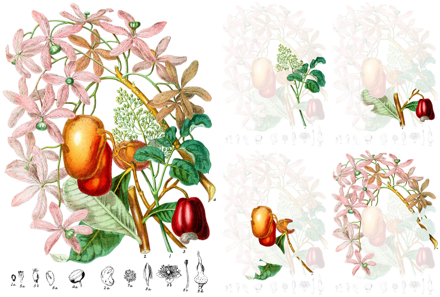 All the plants in the turpentine tribe and each plant highlighted