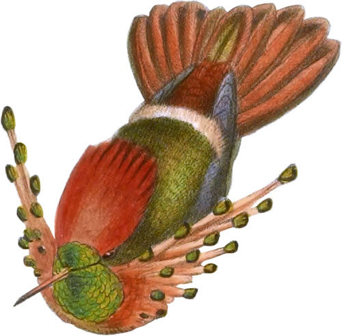 Lophornis