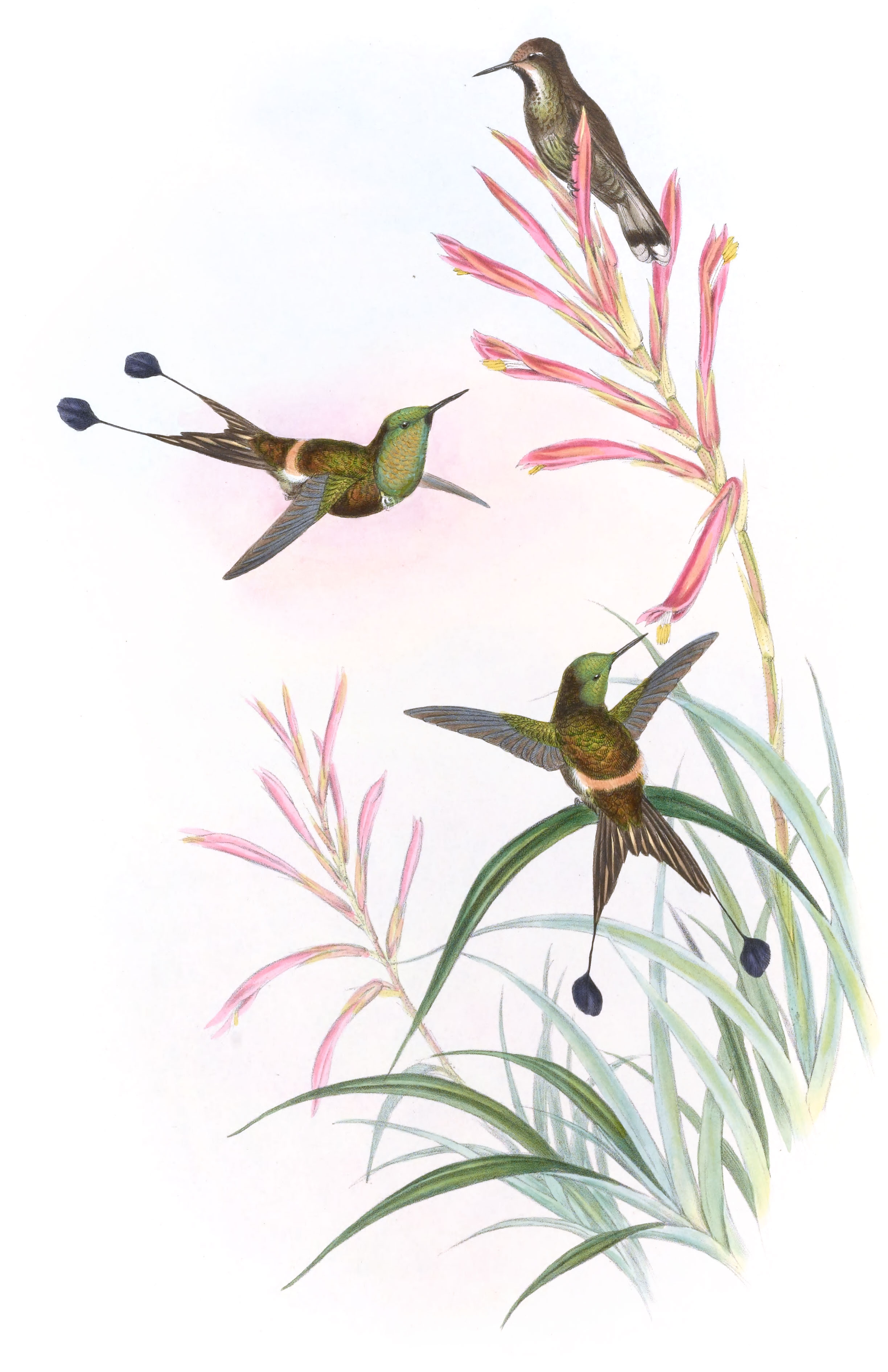 Discura longicauda (Rackettail) A Monograph of the Trochilidæ, or