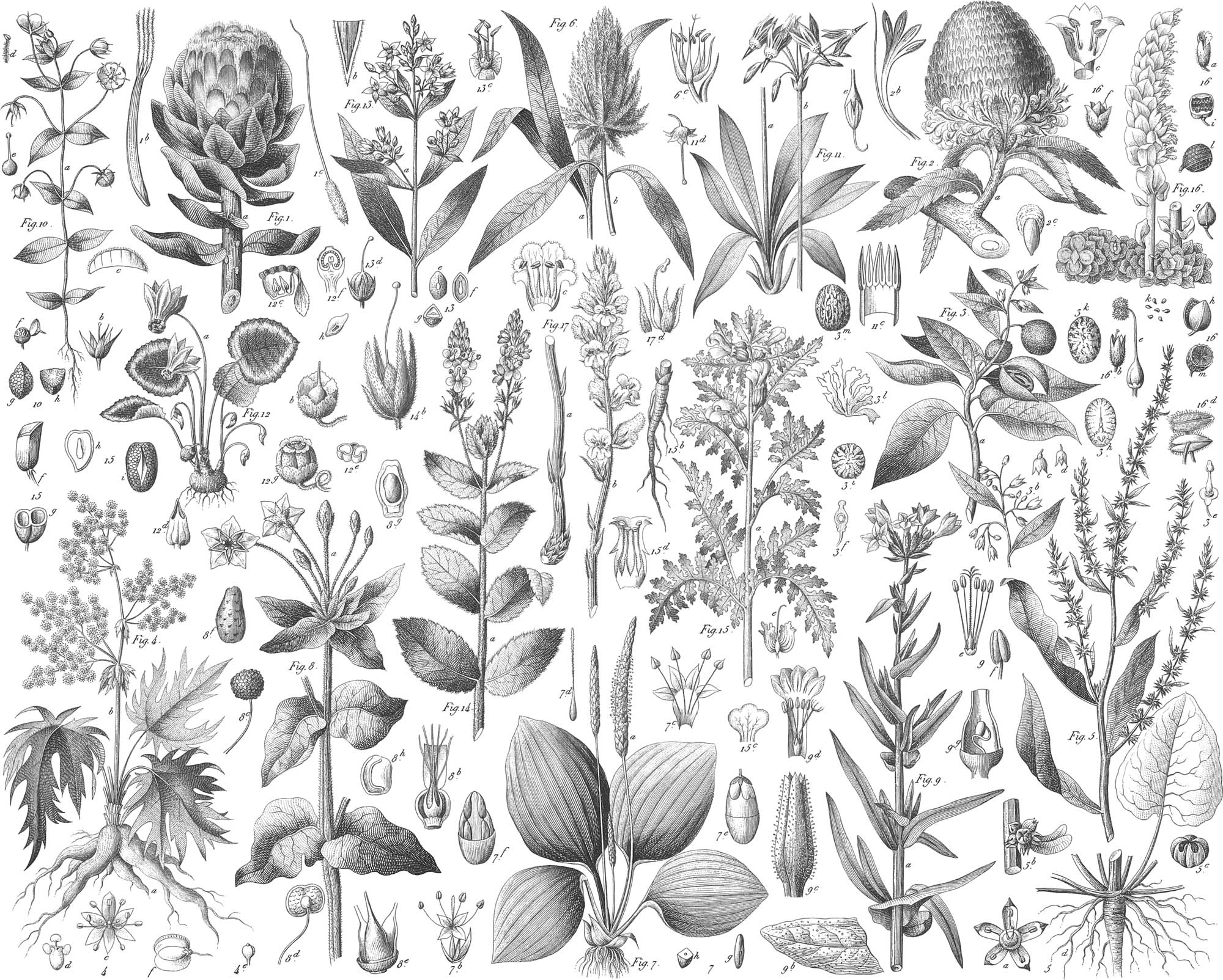 Botany - Iconographic Encyclopædia of Science, Literature, and Art