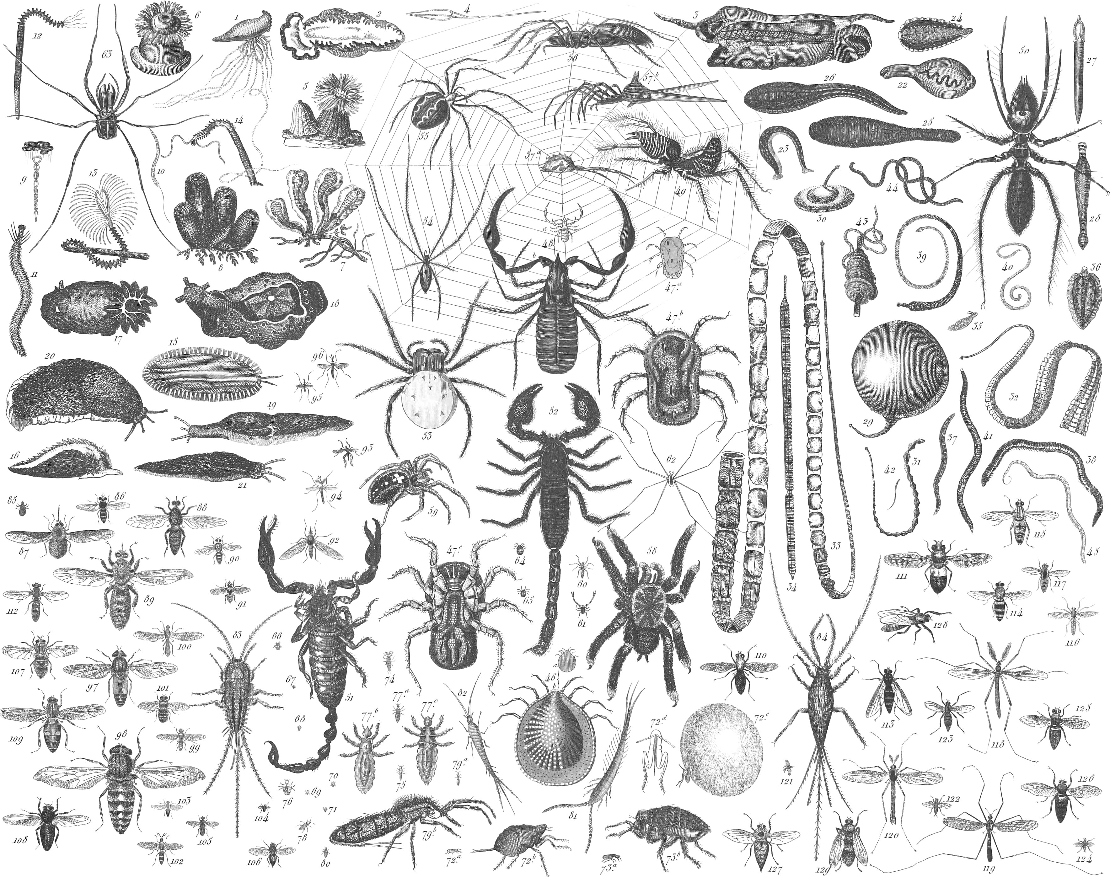 Zoology - Iconographic Encyclopædia of Science, Literature, and Art