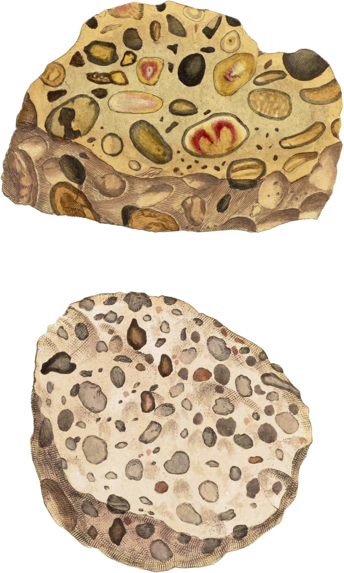 Quartzose Pudding Stone British & Exotic Mineralogy