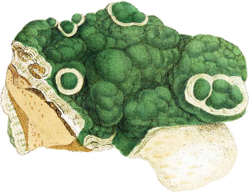 Byssus-like Carbonate of Copper