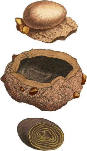 Argillaceous Oxide of Iron