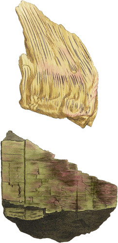 Wood-like Amianthus, or Asbestus