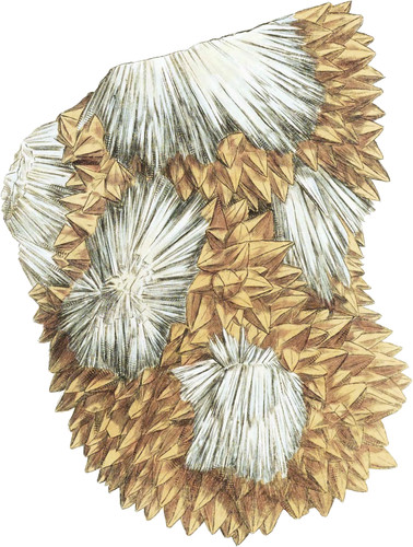 Stellated or radiated Sulphate of Strontian