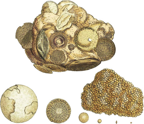 Shell-formed Carbonate of Lime