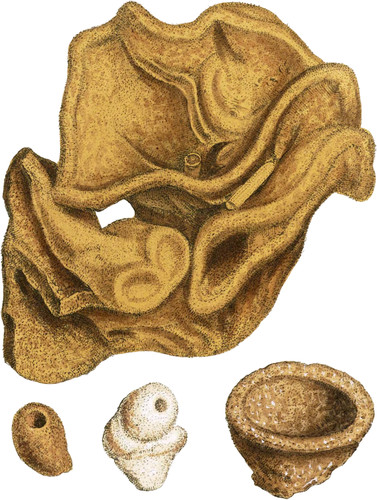 Sponge-form Carbonate of Lime. Sponge Rock