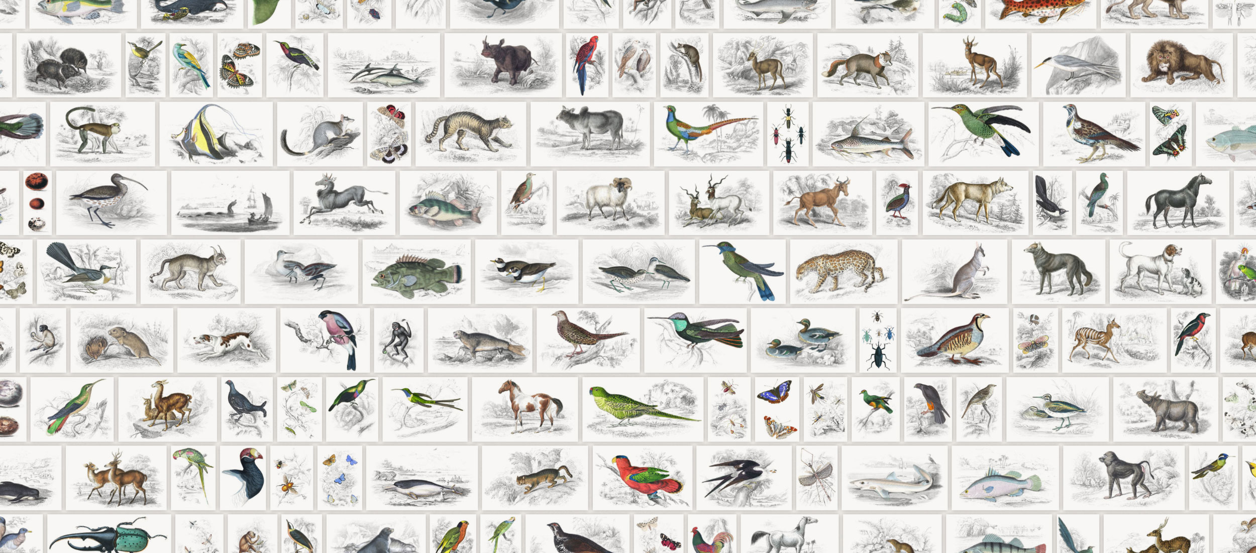 Collage of illustrations
