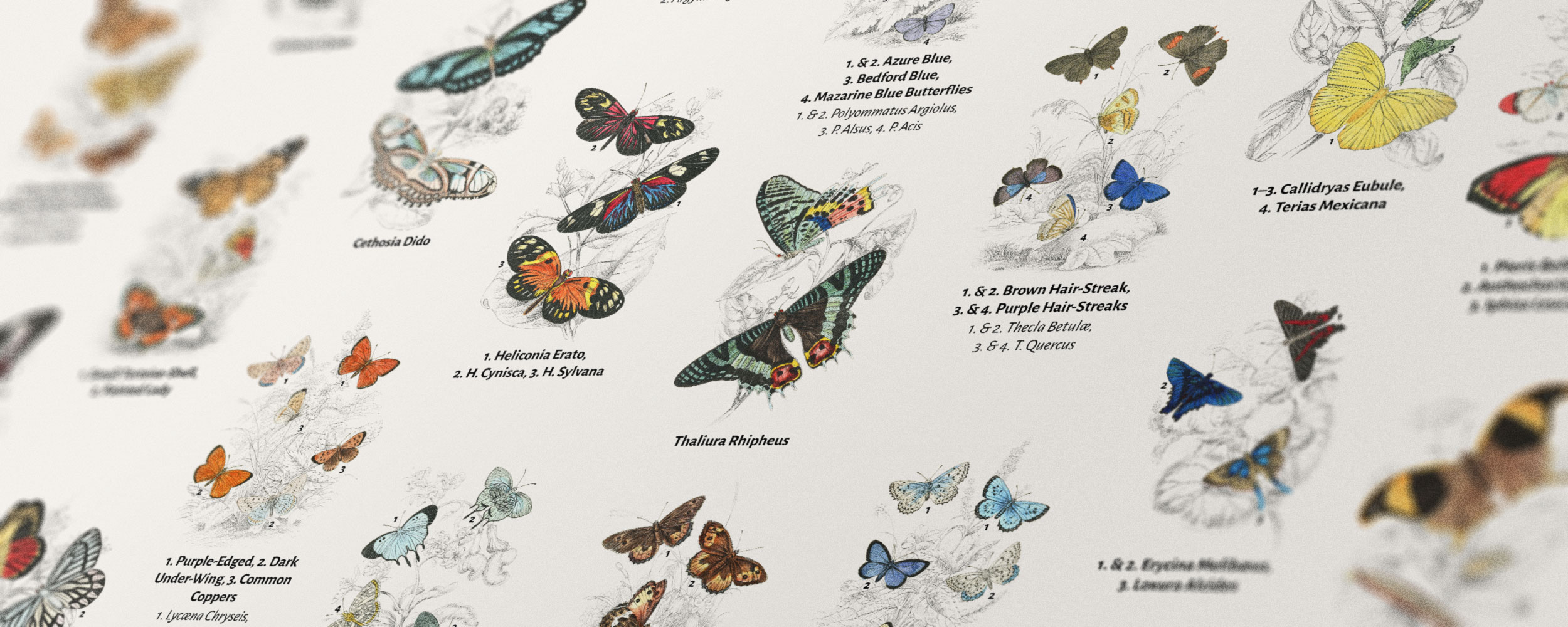 Closeup of butterflies poster
