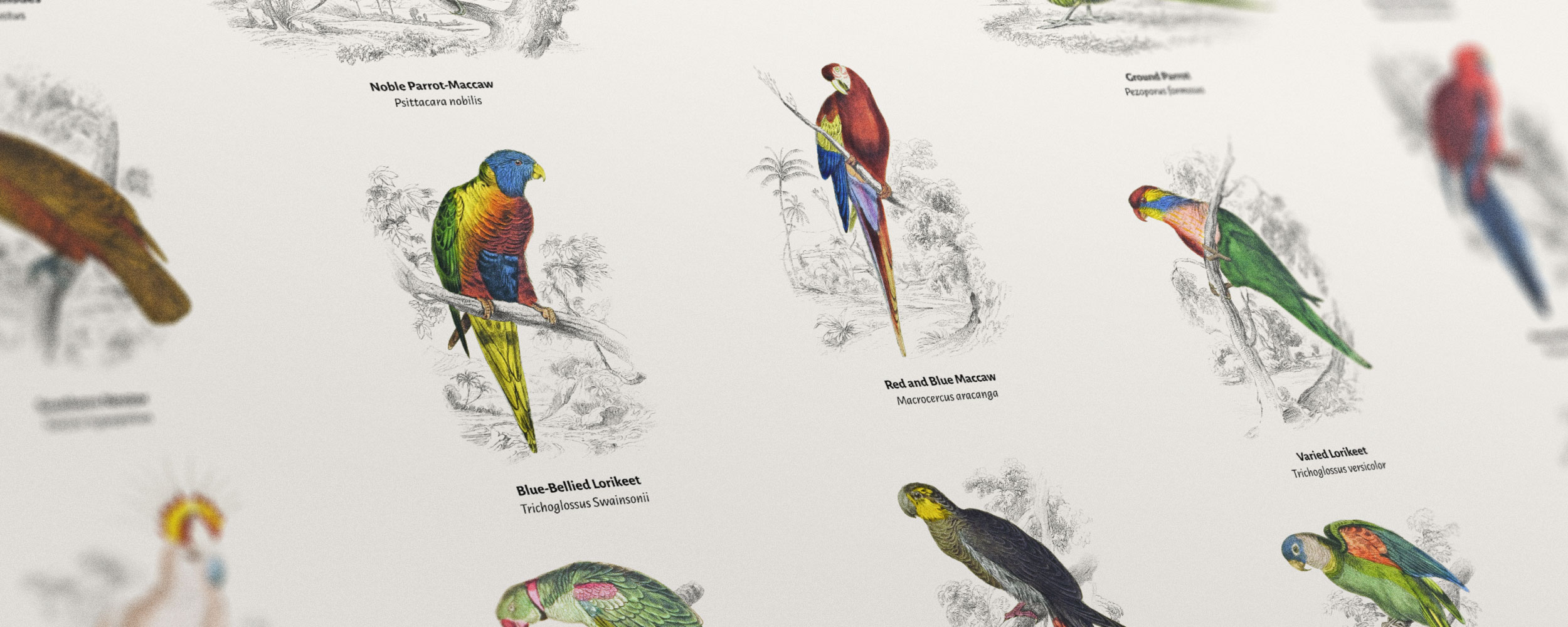 Closeup of parrots poster