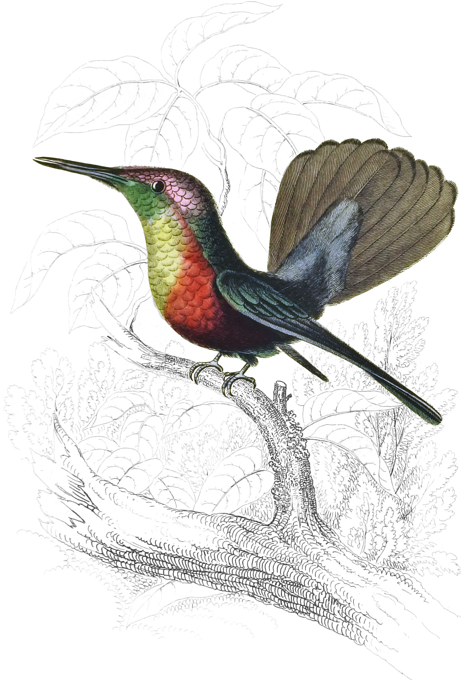 Ruby-Crested Humming-Bird