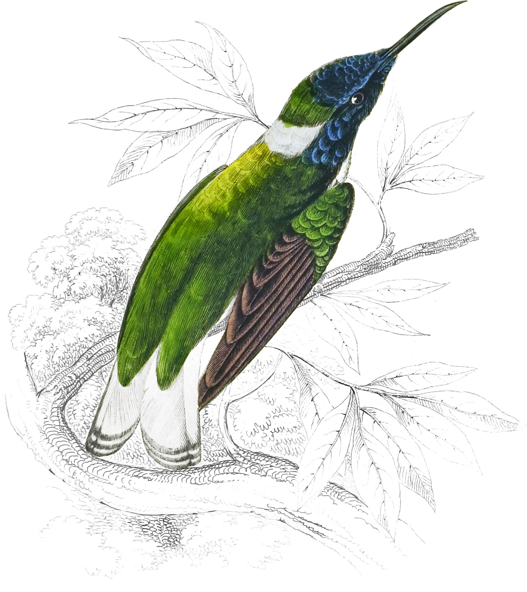 White-Collared Humming-Bird