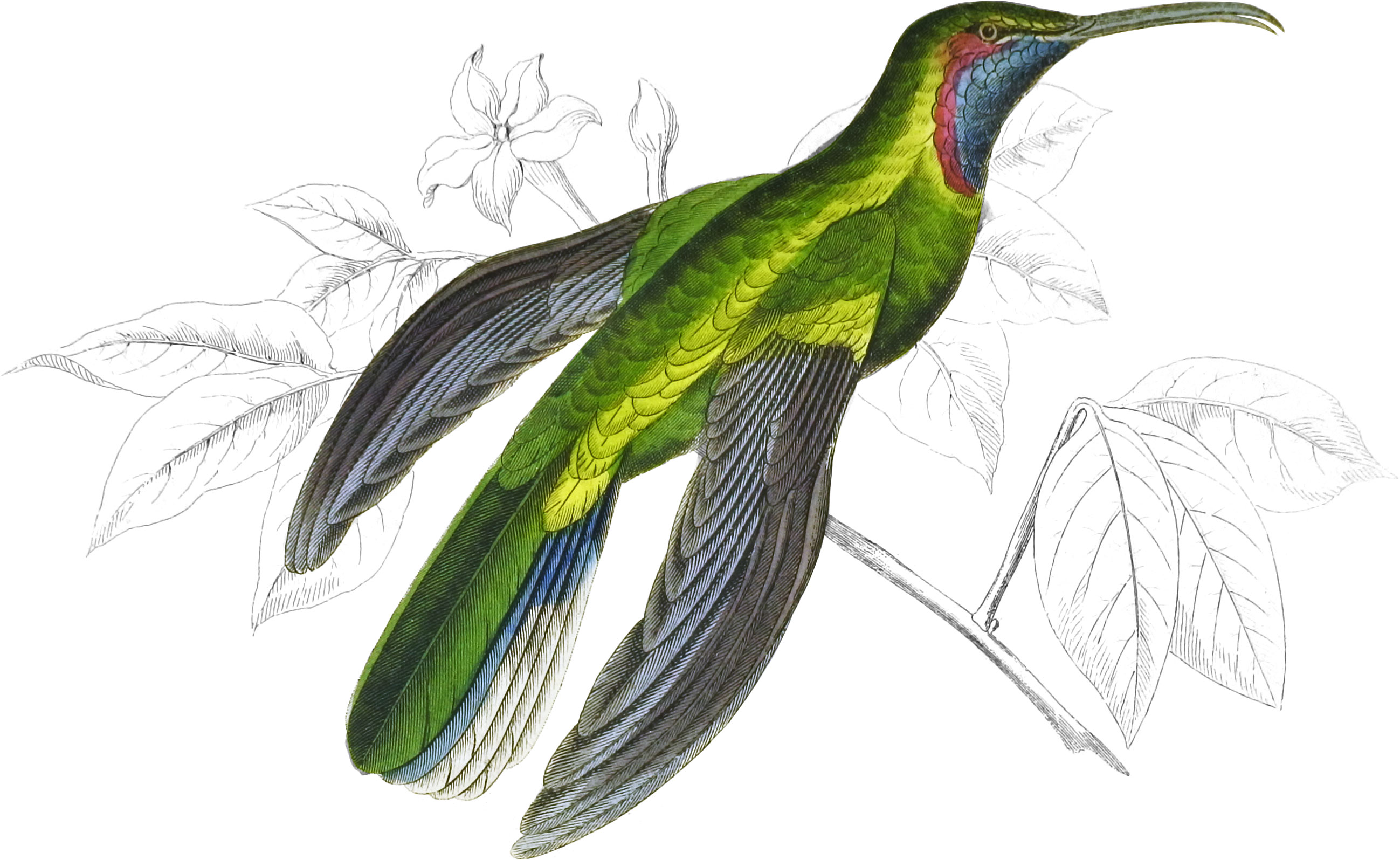 Blue-Throated Sabre-Wing
