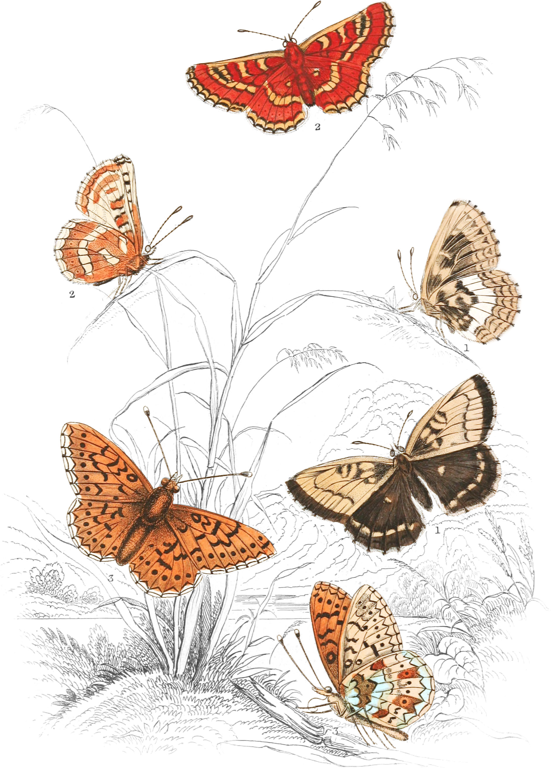 Pearl-Bordered Likeness, Greasy & Small Pearl-Bordered Fritillaries