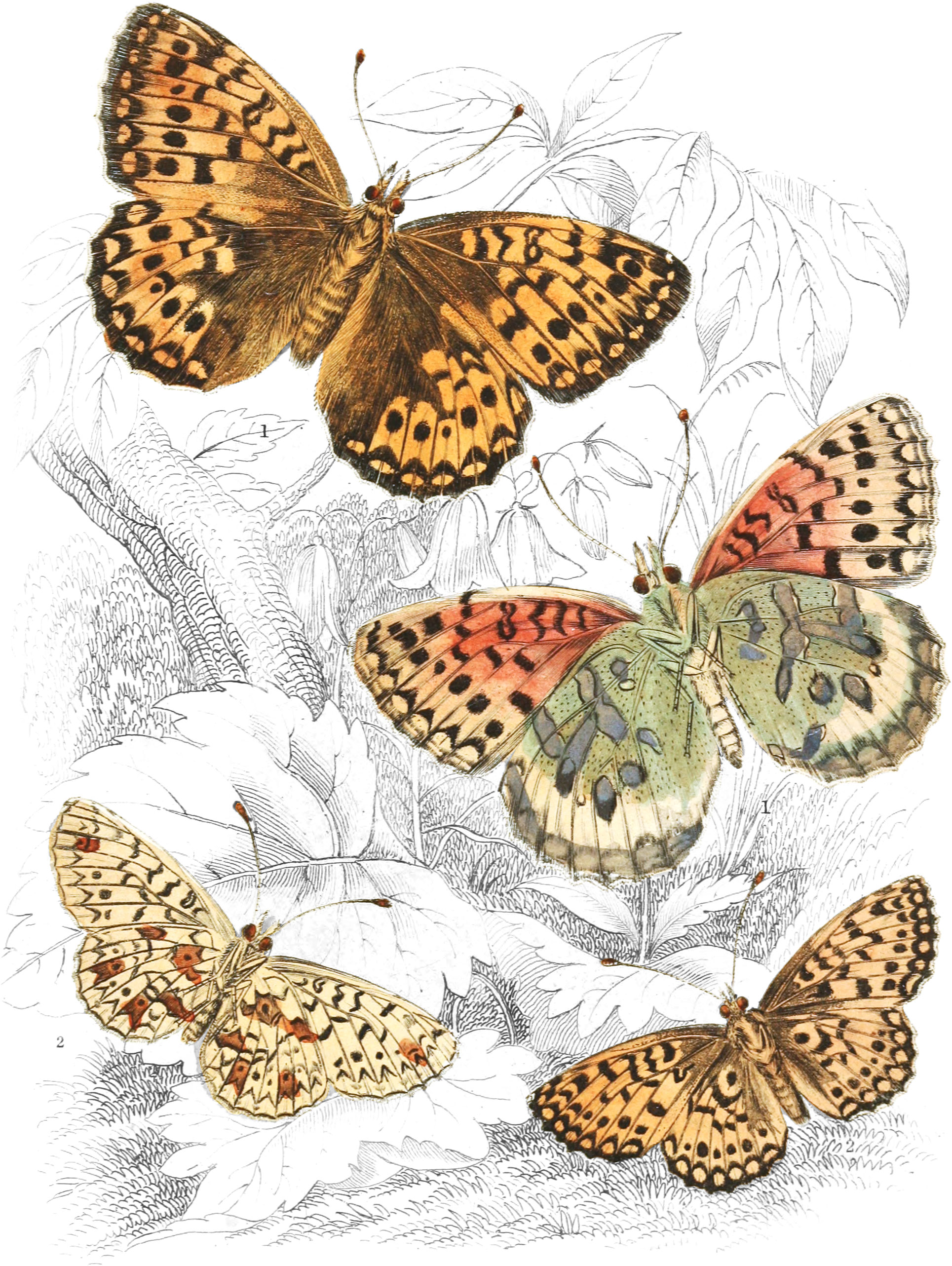 Pearl-Bordered & Dark Green Fritillaries