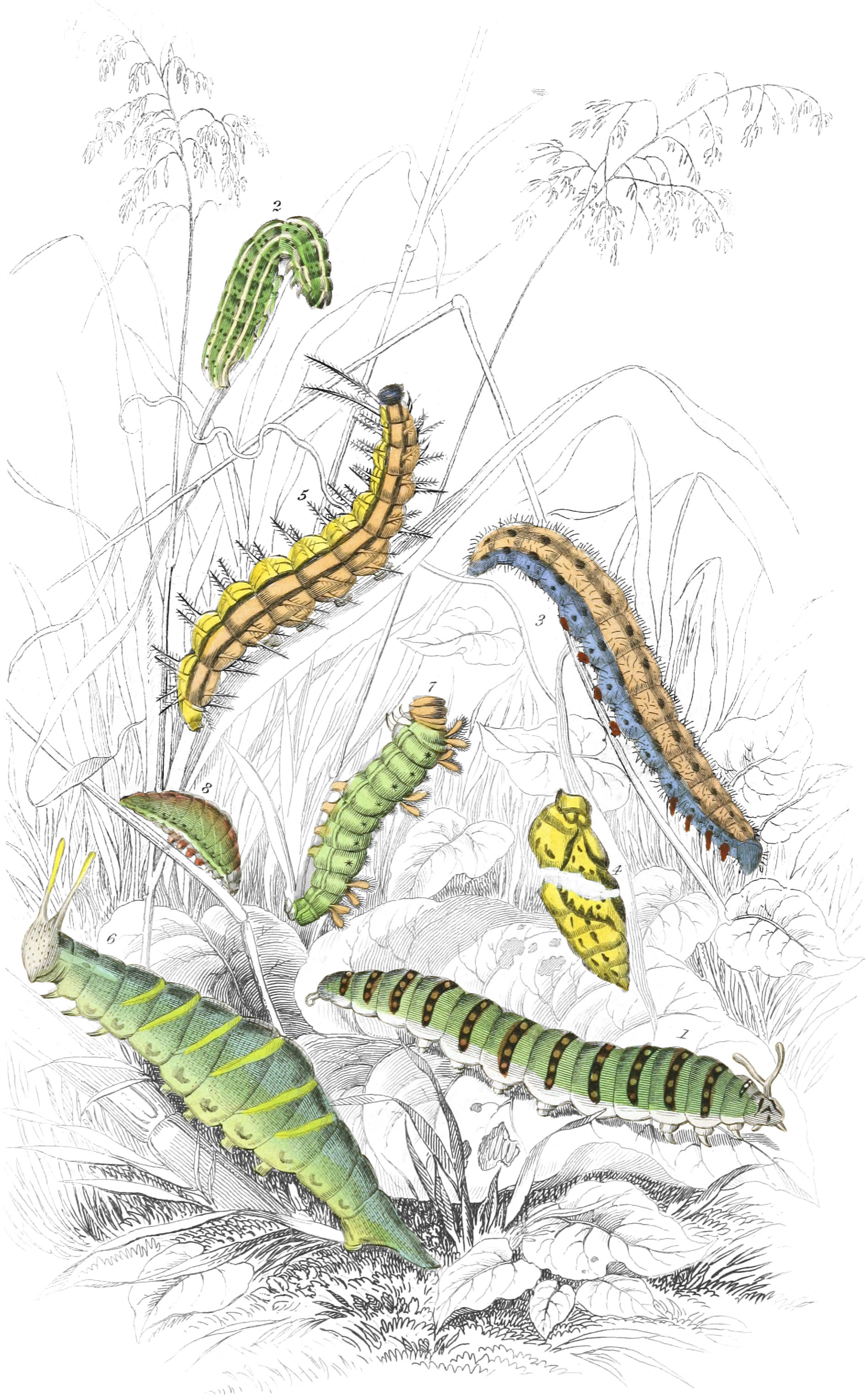 Caterpillars