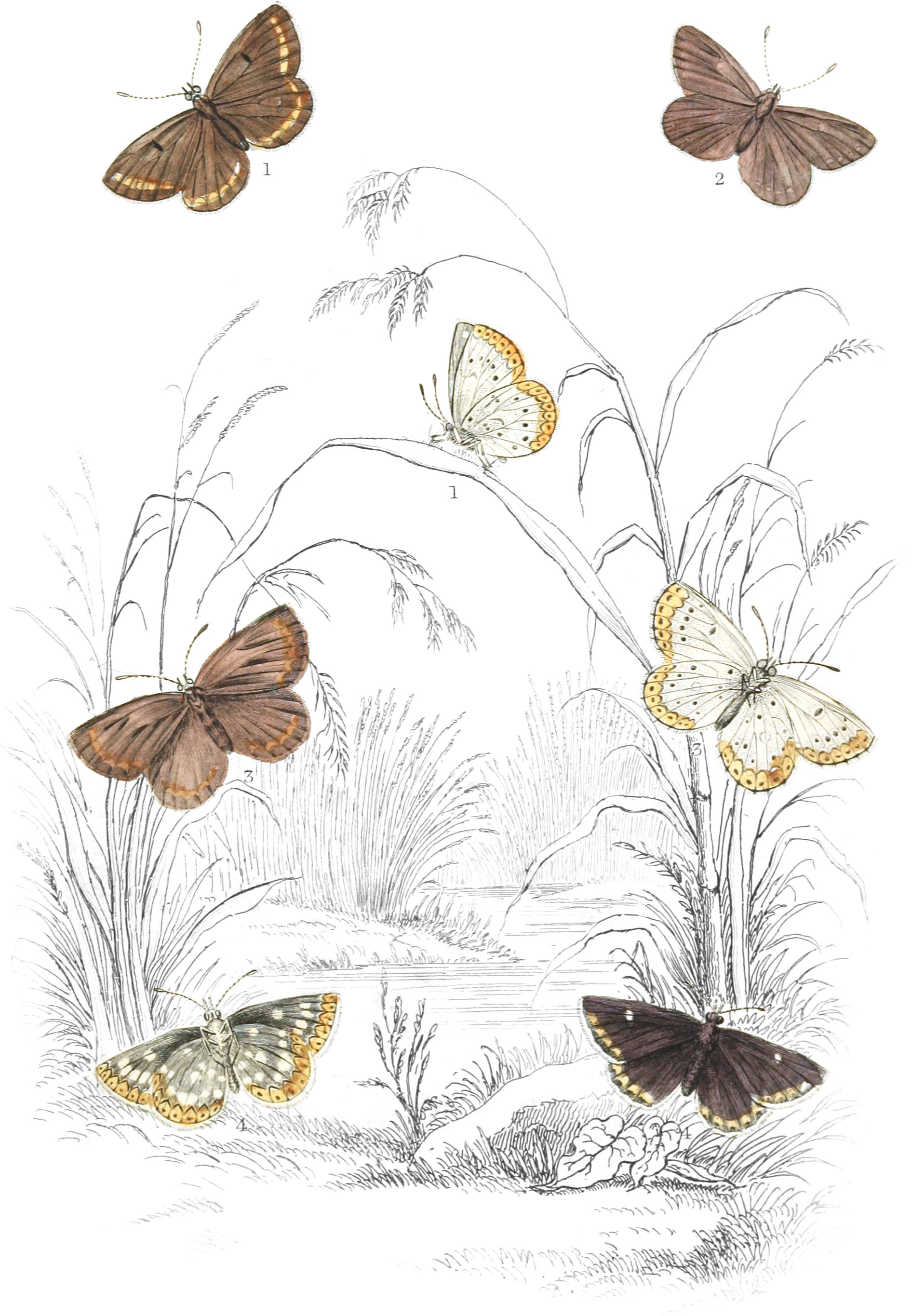 Brown Argus, Durham Argus & Artaxerxes Butterflies