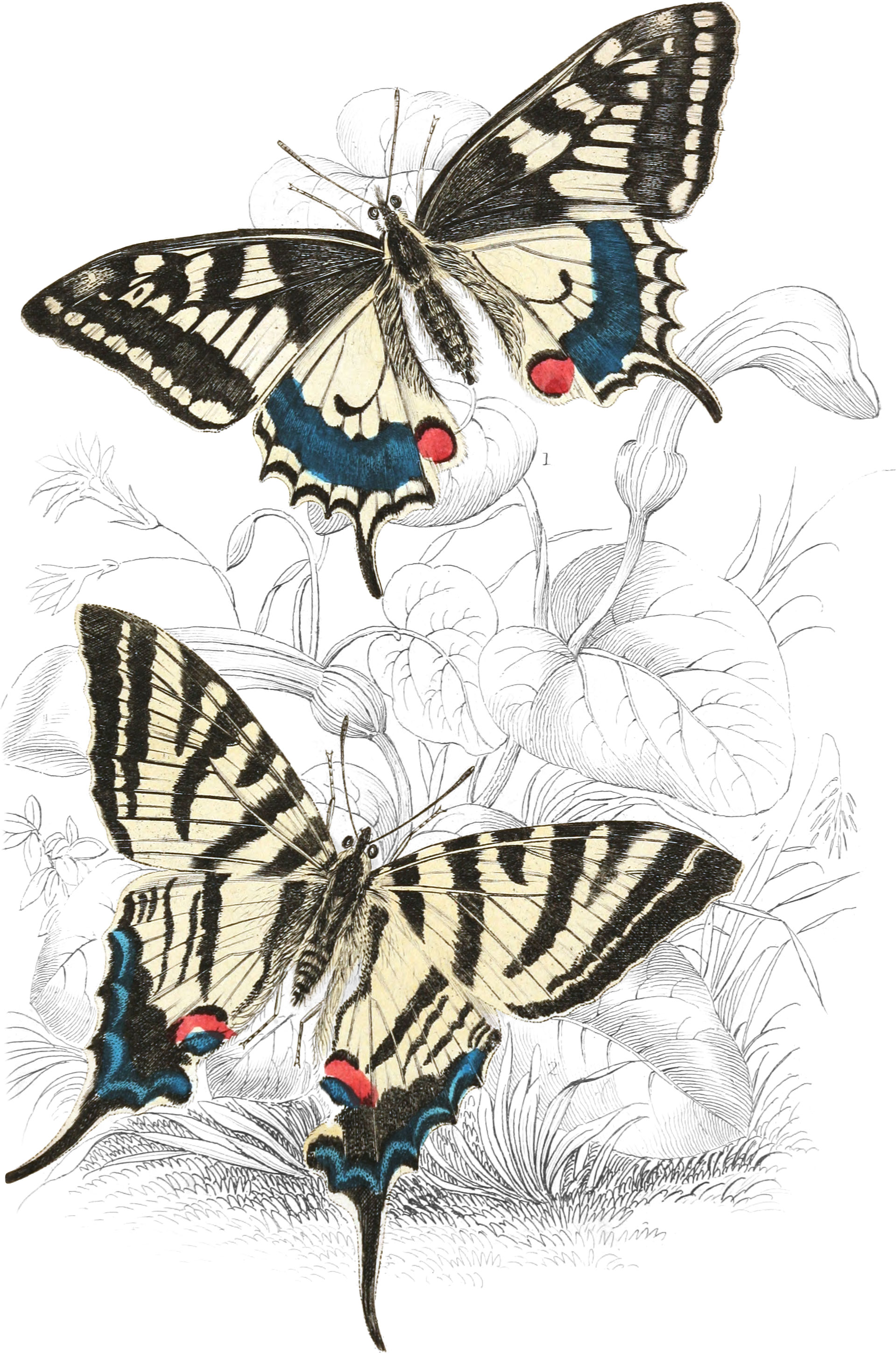 Swallow-Tail Butterflies