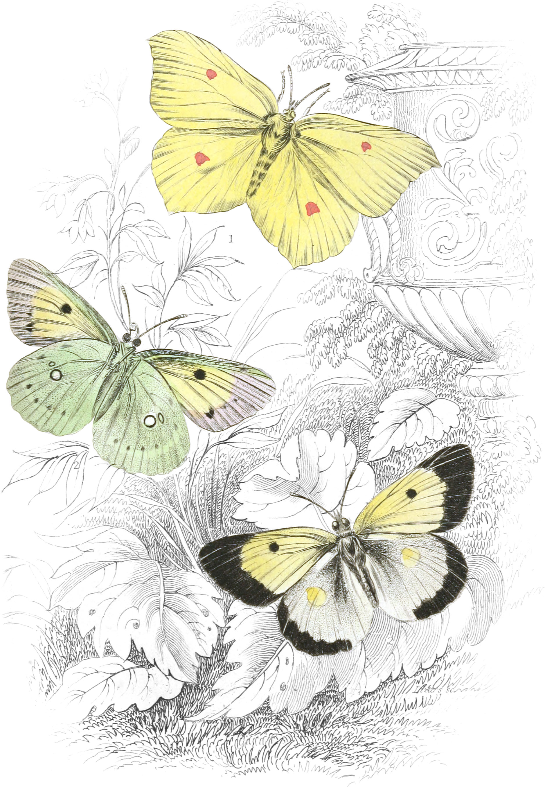 Brimstone & Clouded Yellow Butterflies