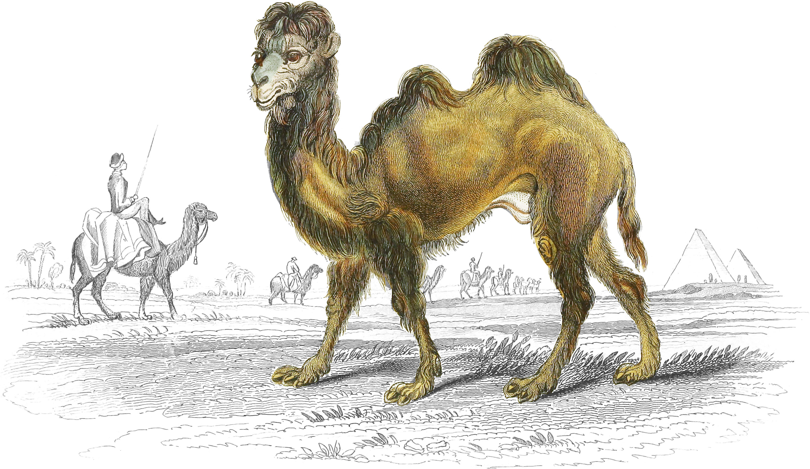 Bactrian Camel