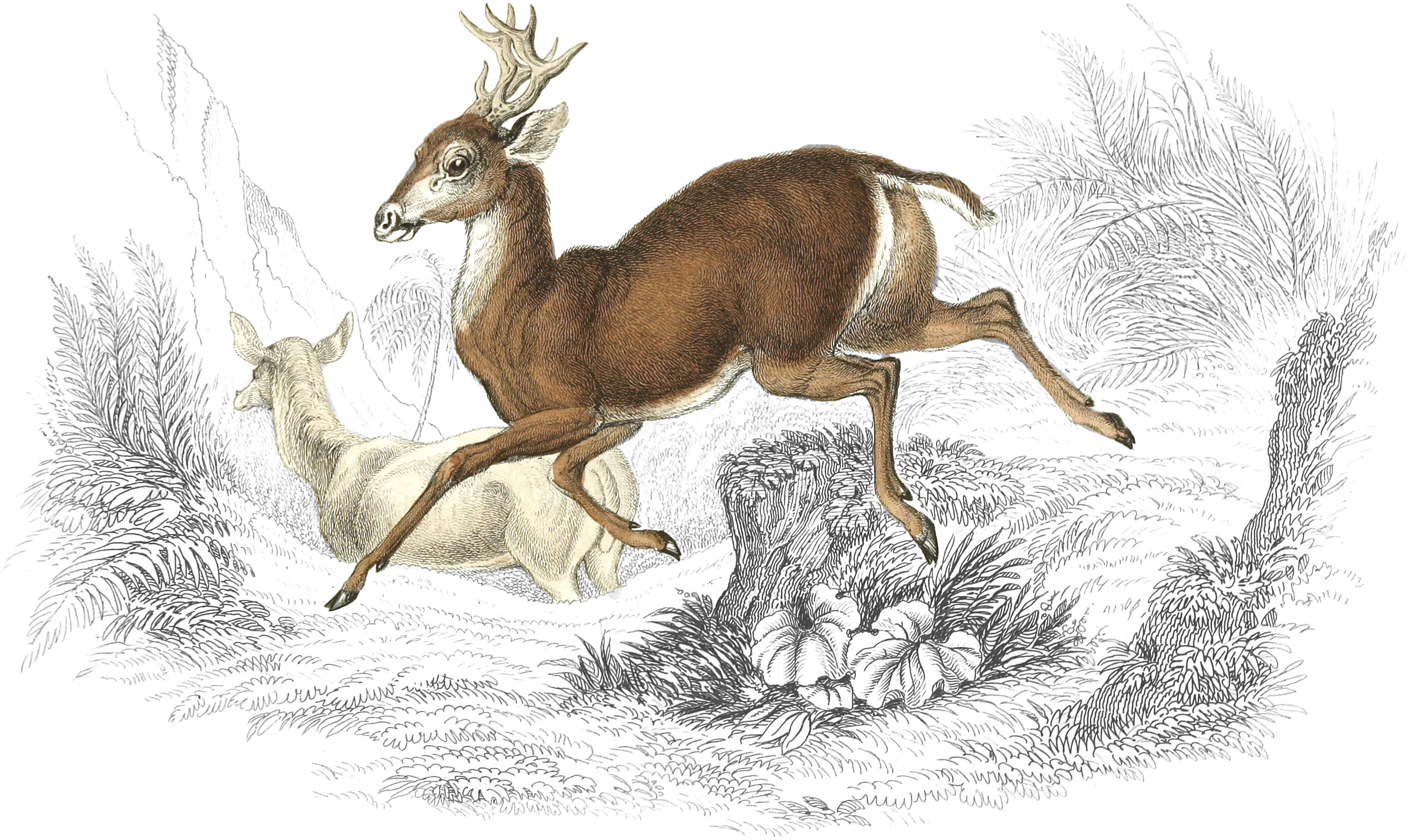 Guazupuco-Deer