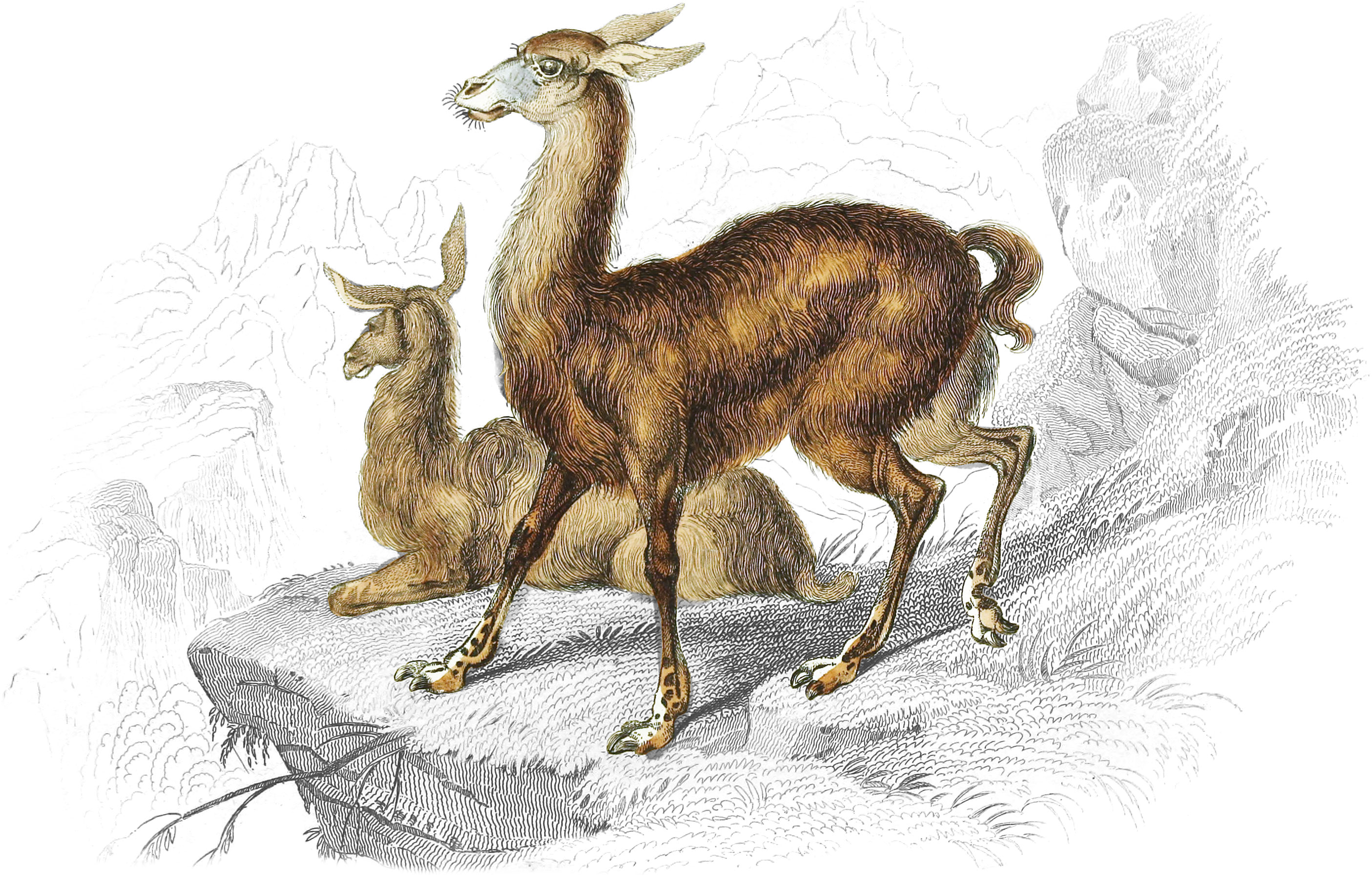Brown Llama