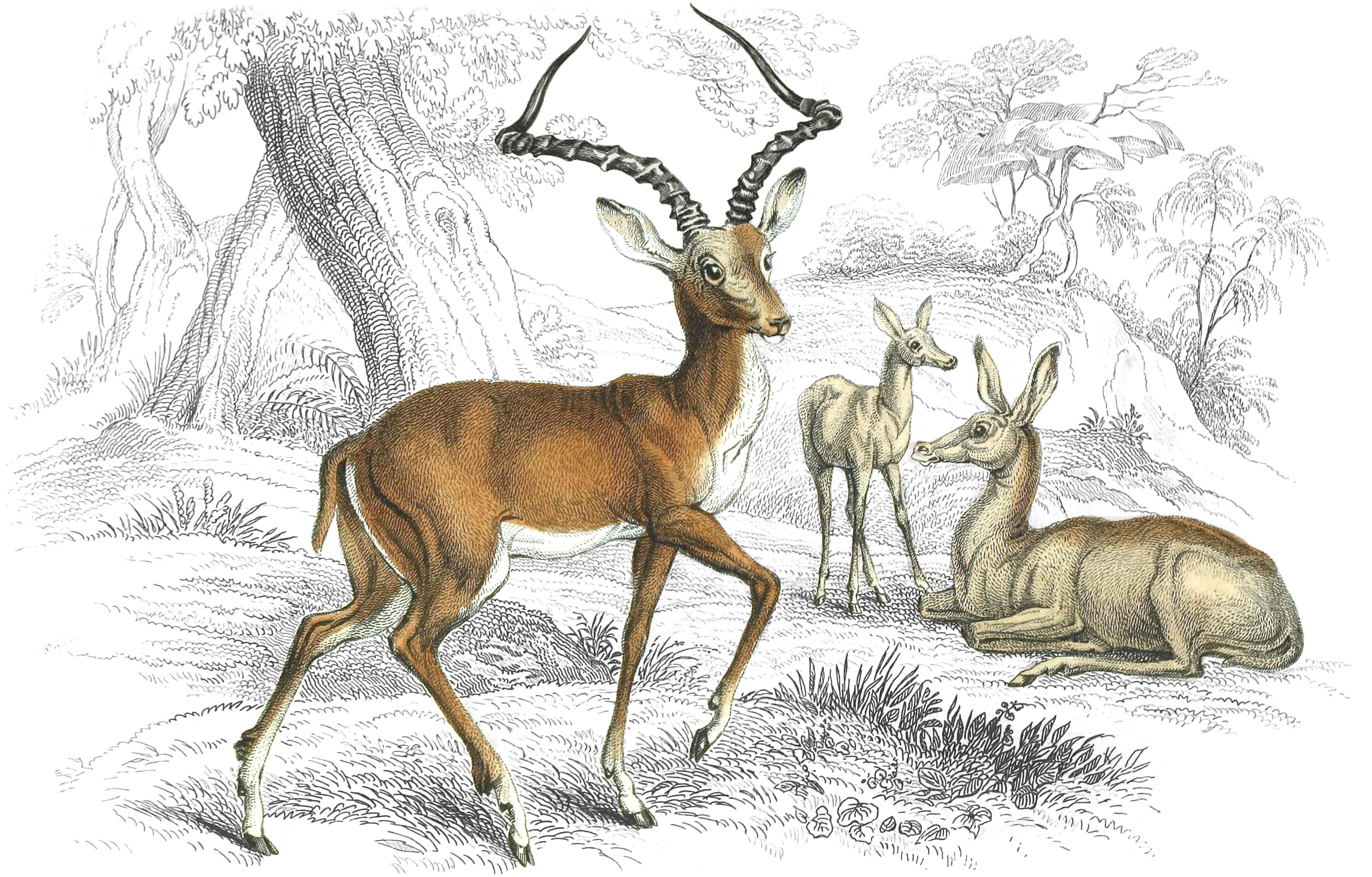 Pallah