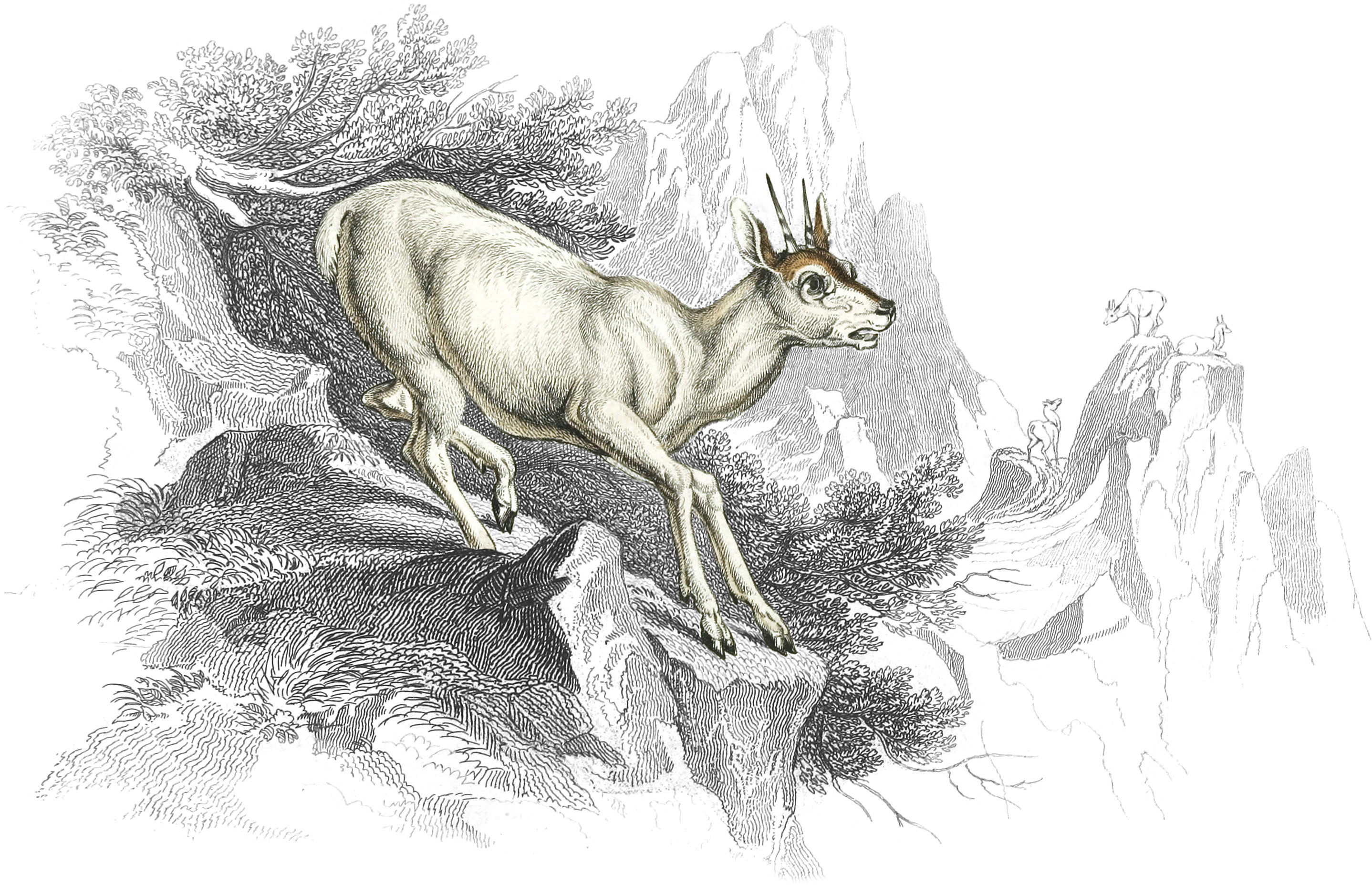Klip Springer