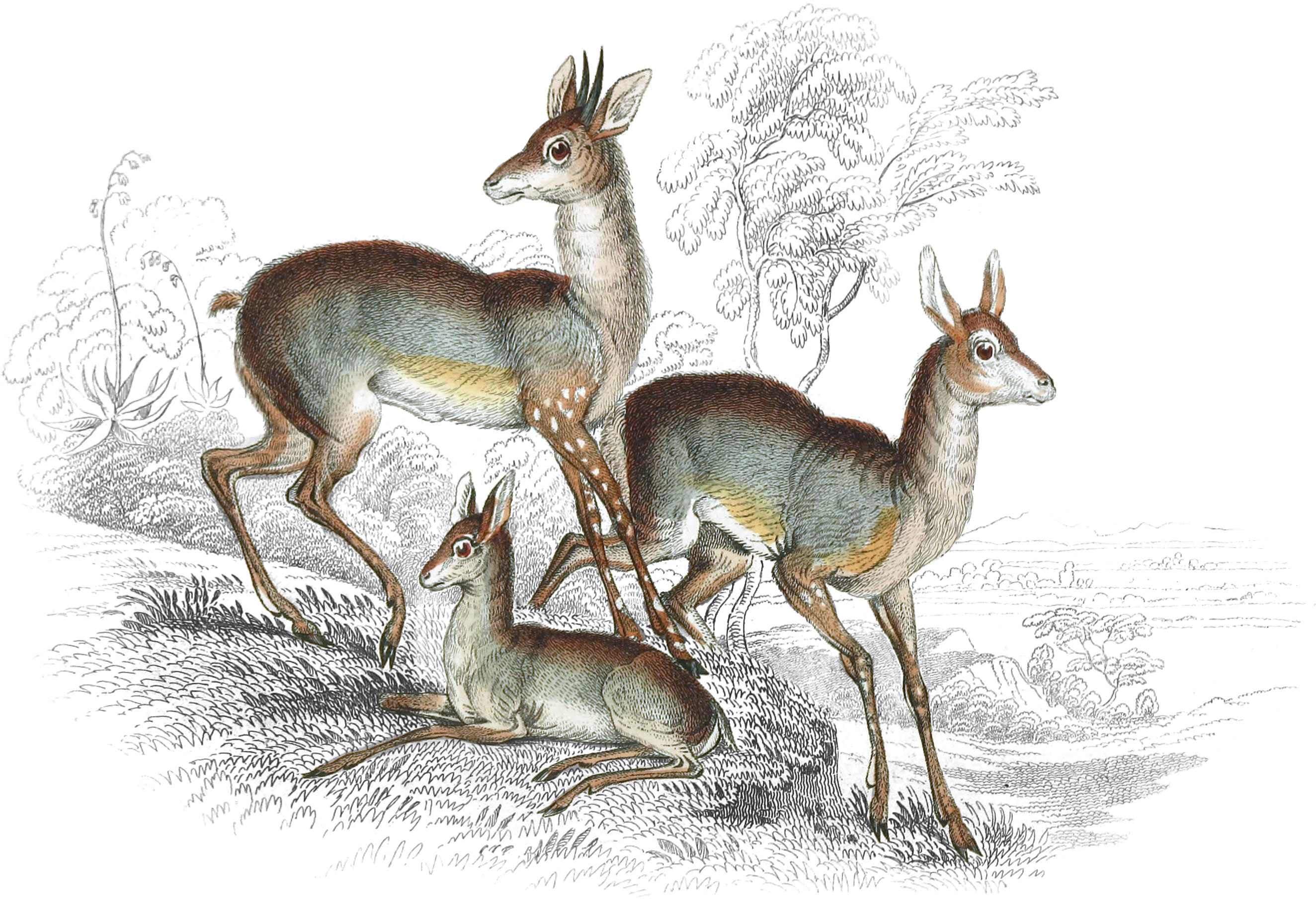Salt’s Antelope