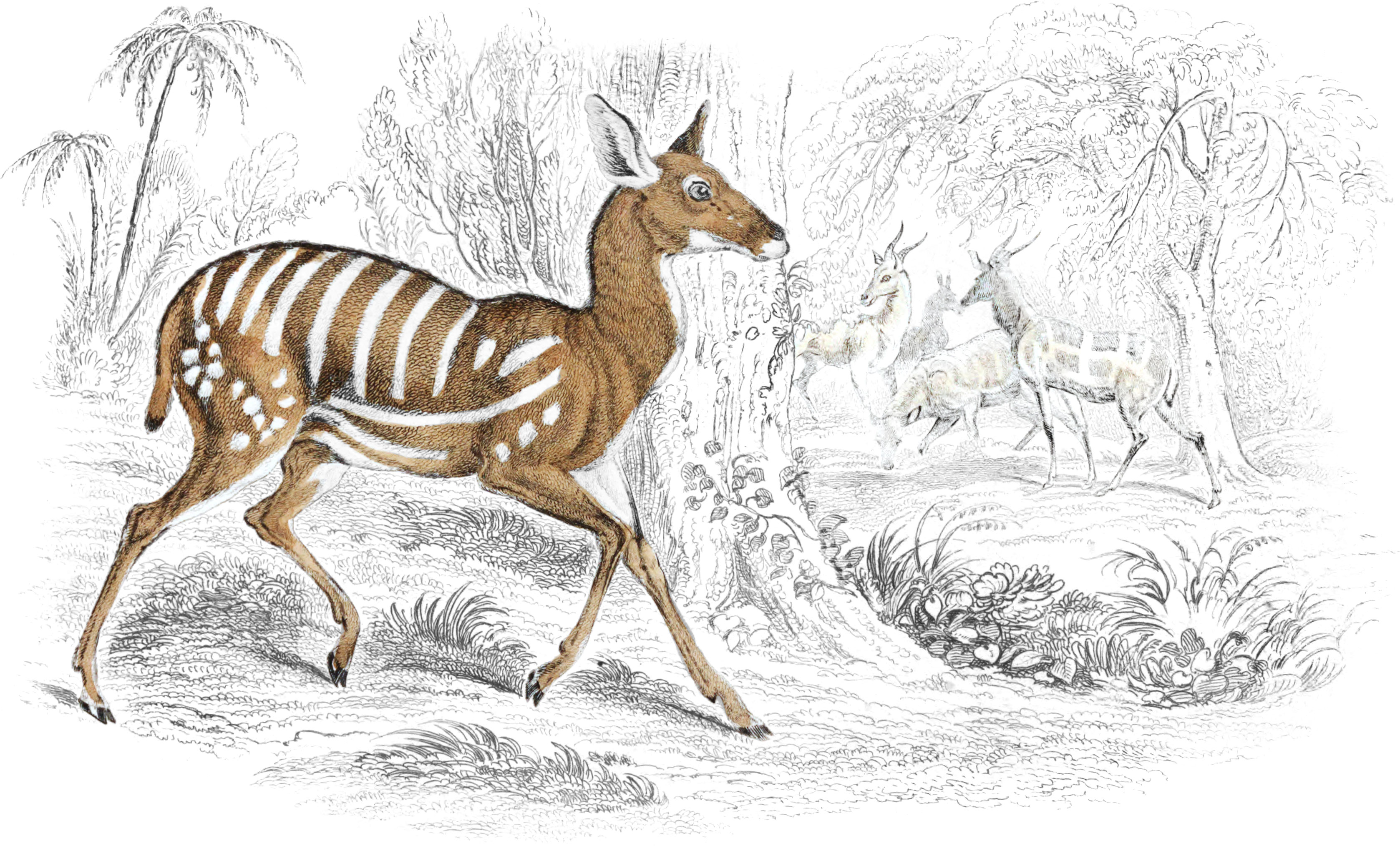 Harnessed Antelope