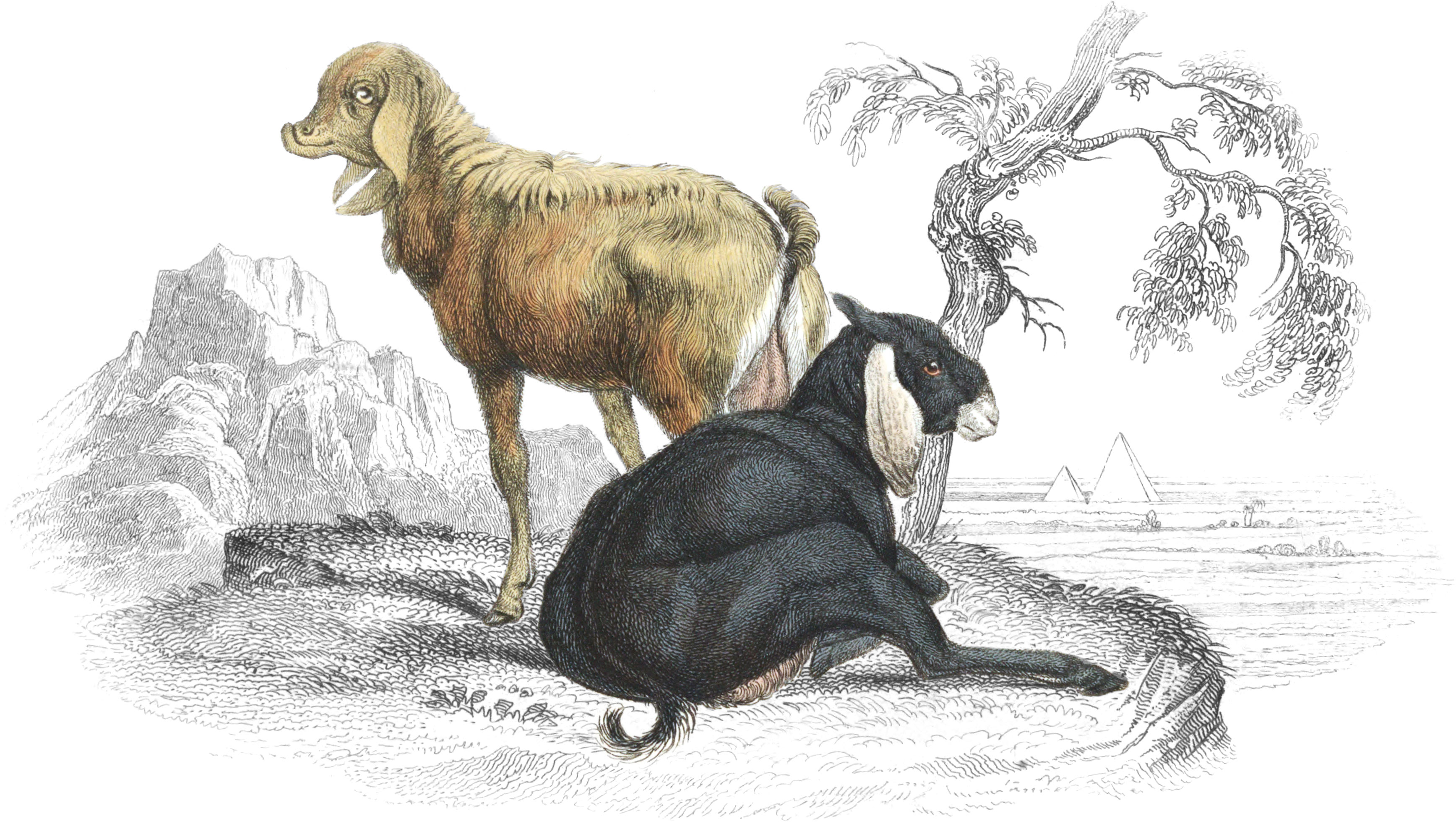 Goats of Nepaul & Upper Egypt
