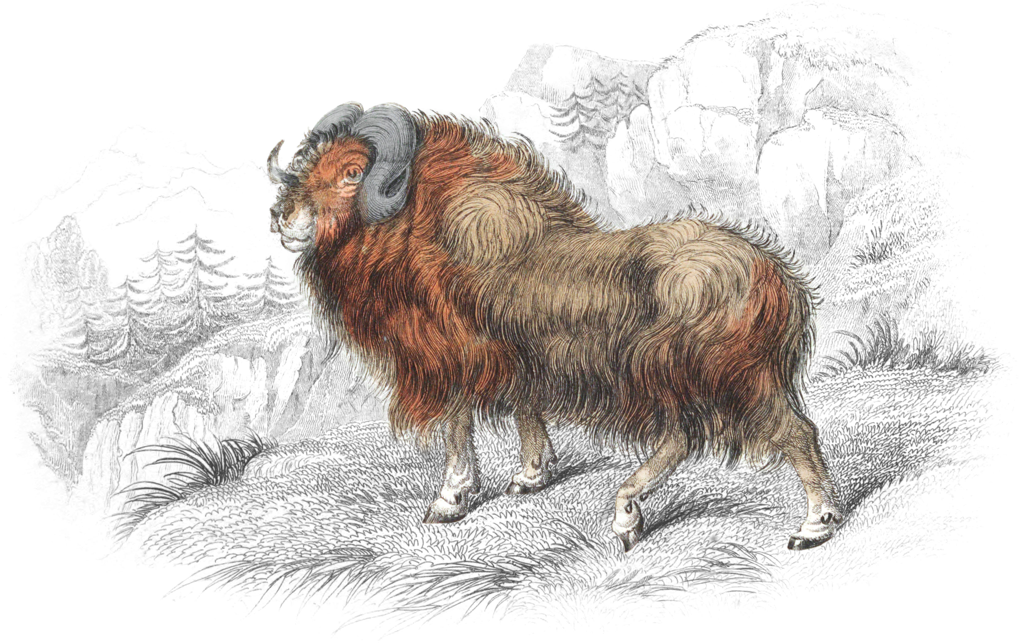 Musk Ox