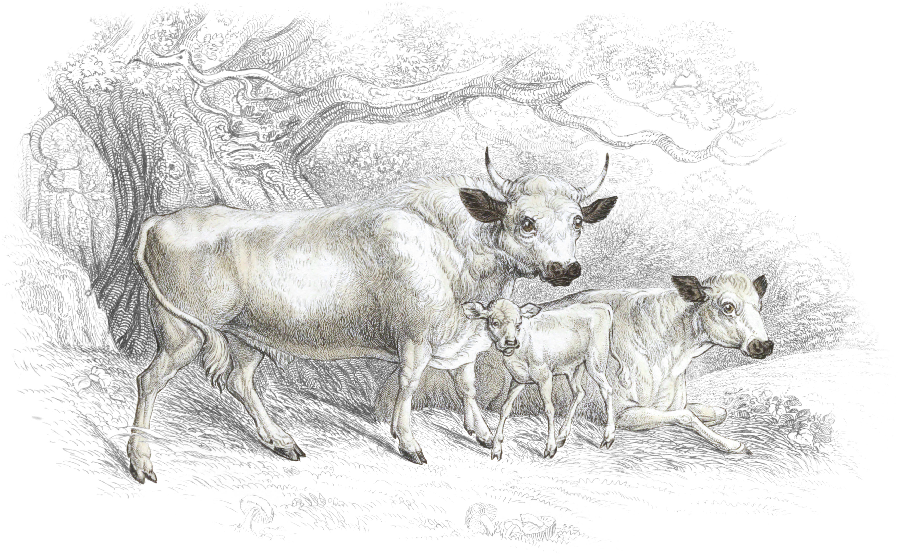 White Urus, or Hamilton Breed of Wild Cattle