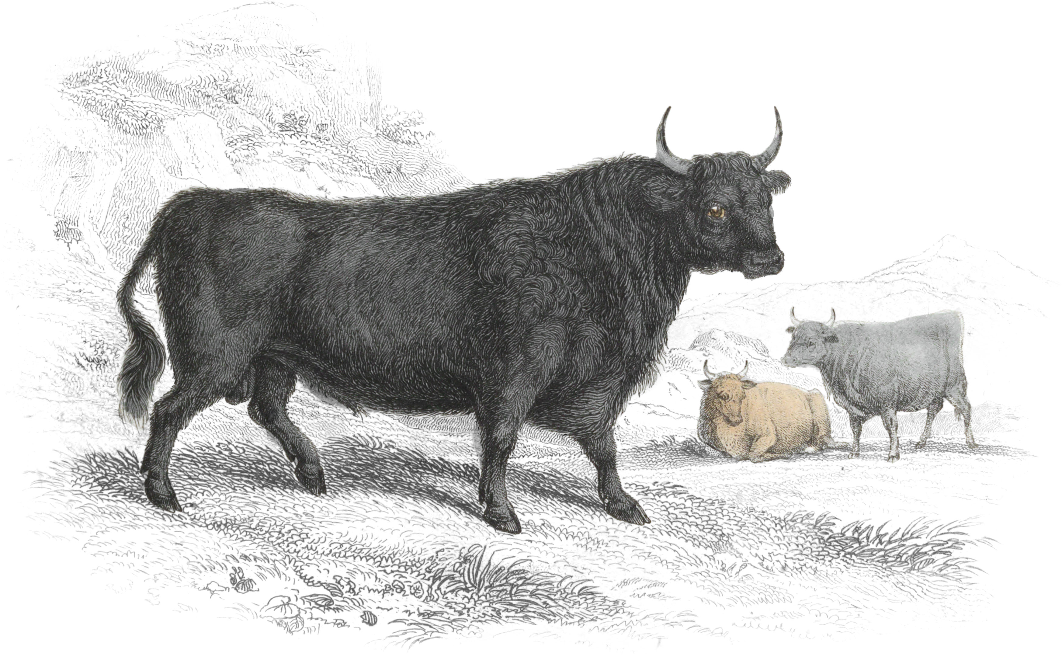 Kyloe or Highland Cattle