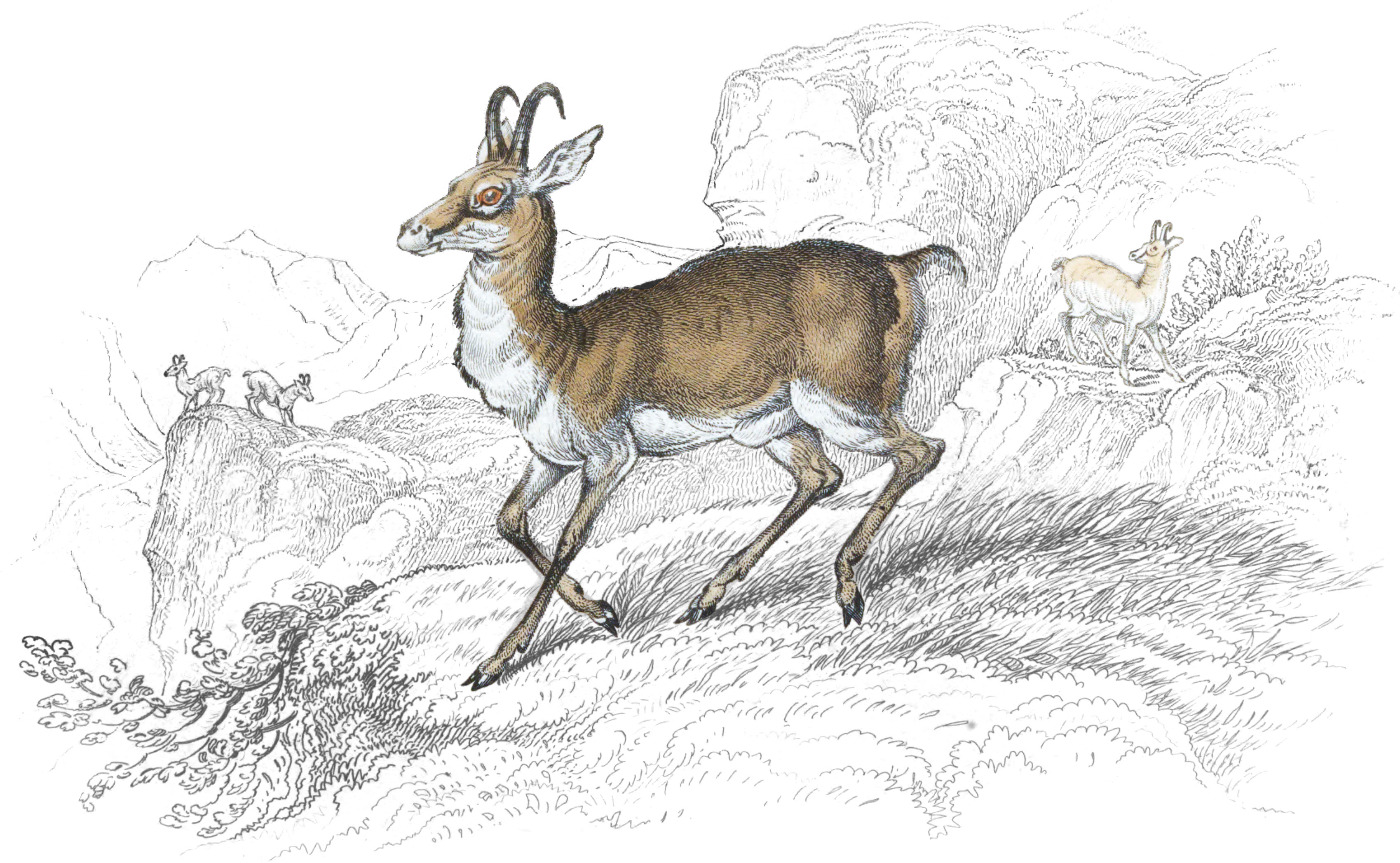 Chamois
