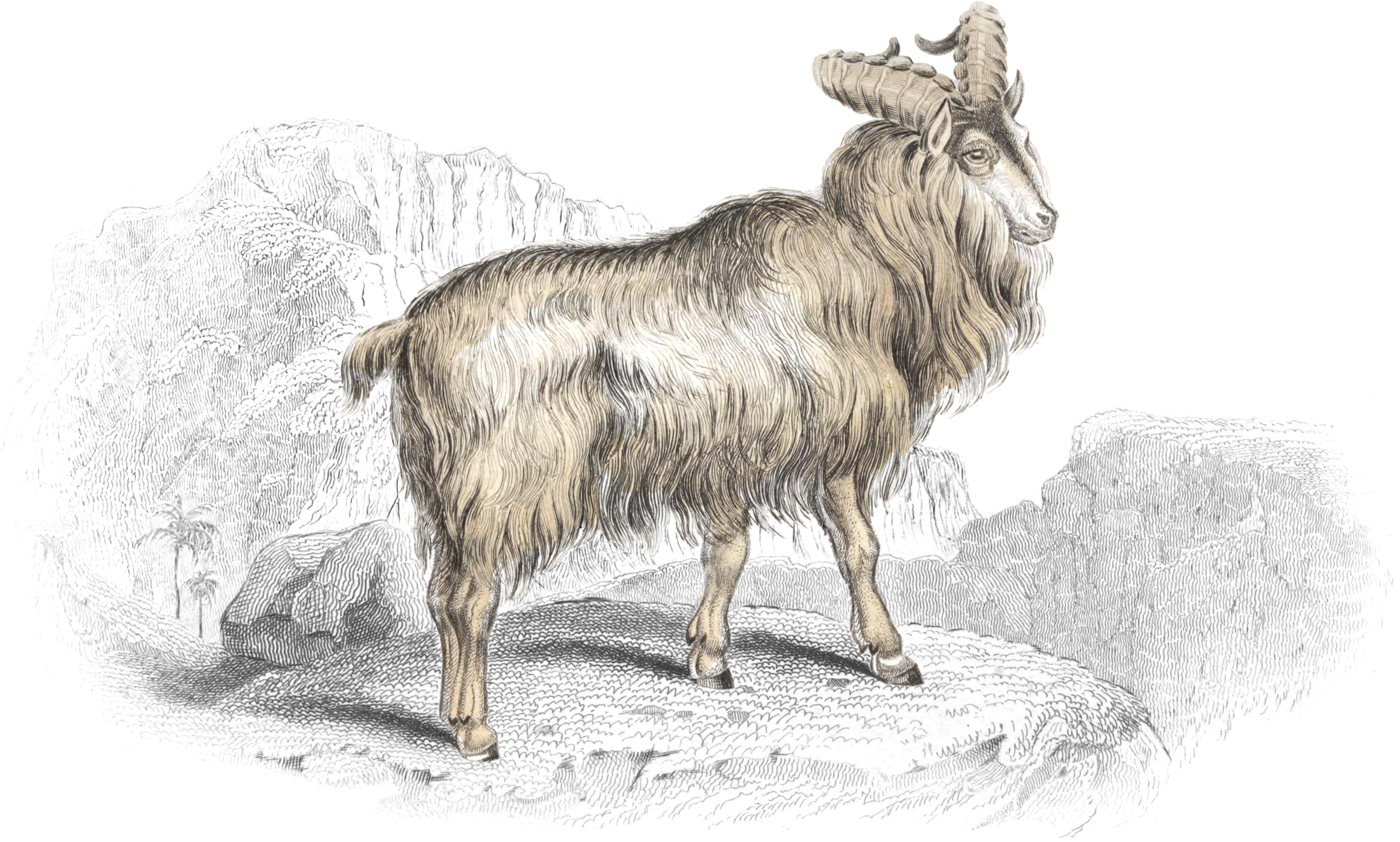 Jemlah Goat