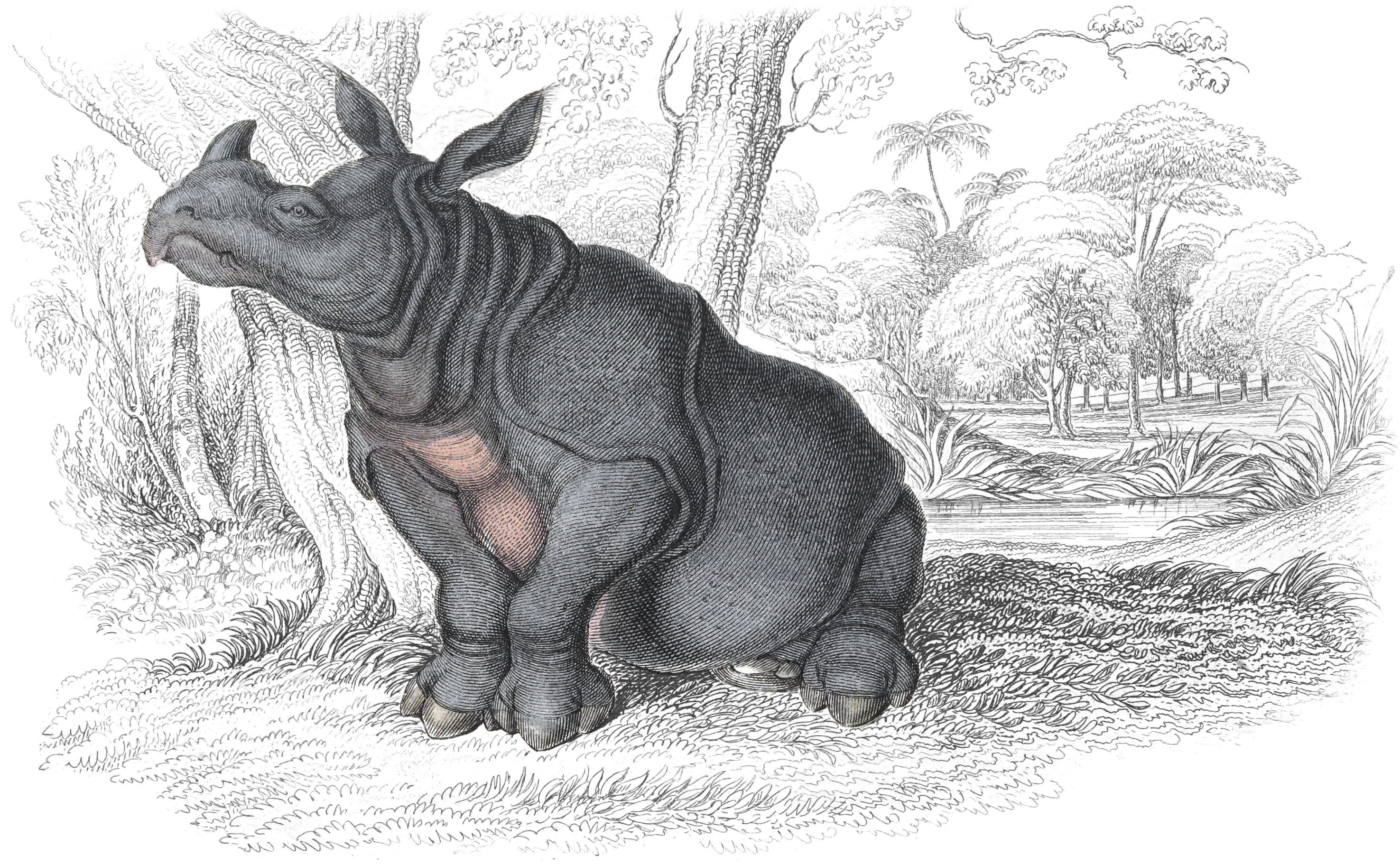 Plate IX