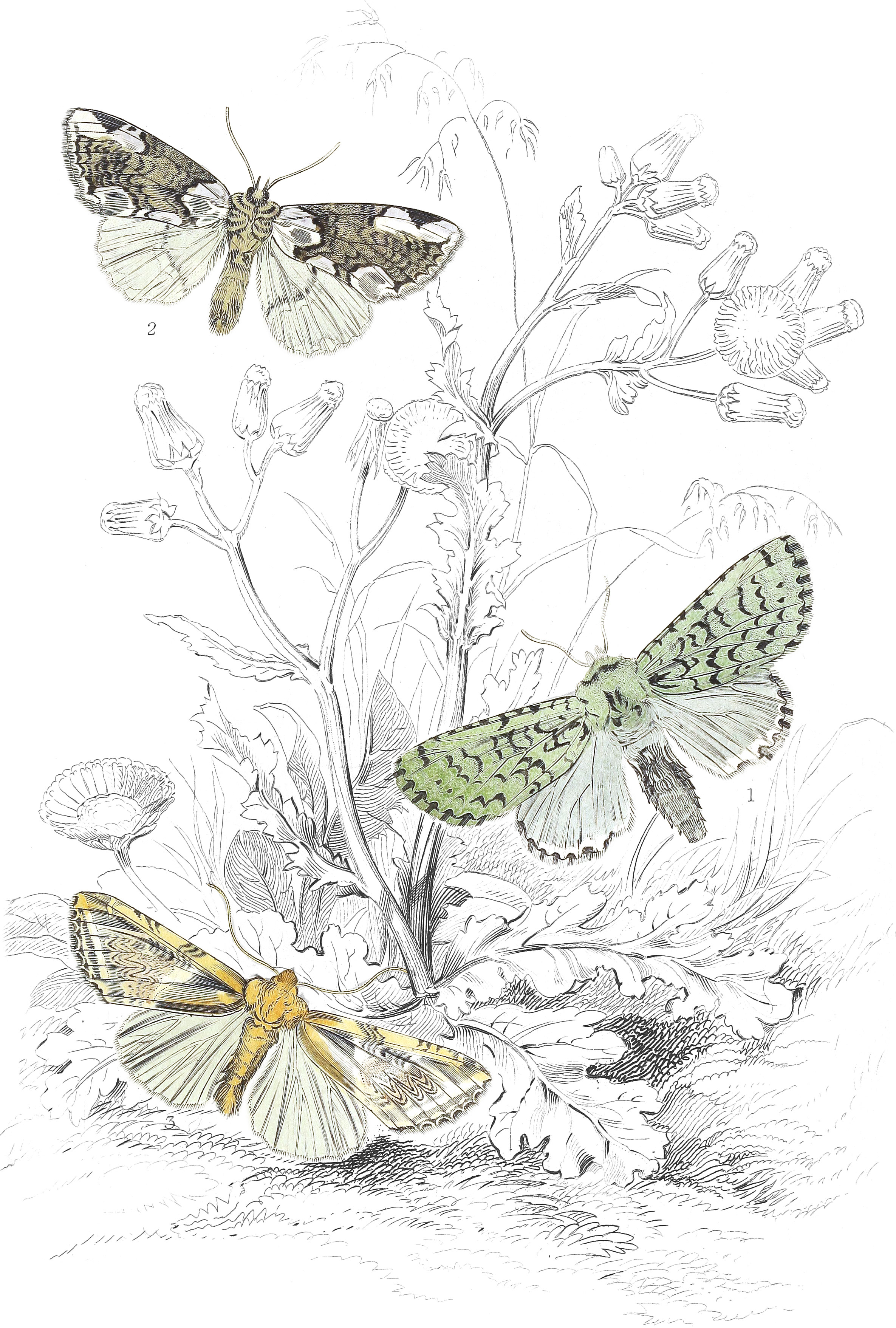 April Miselia, Peach-Blossom Moth & Buff Arches