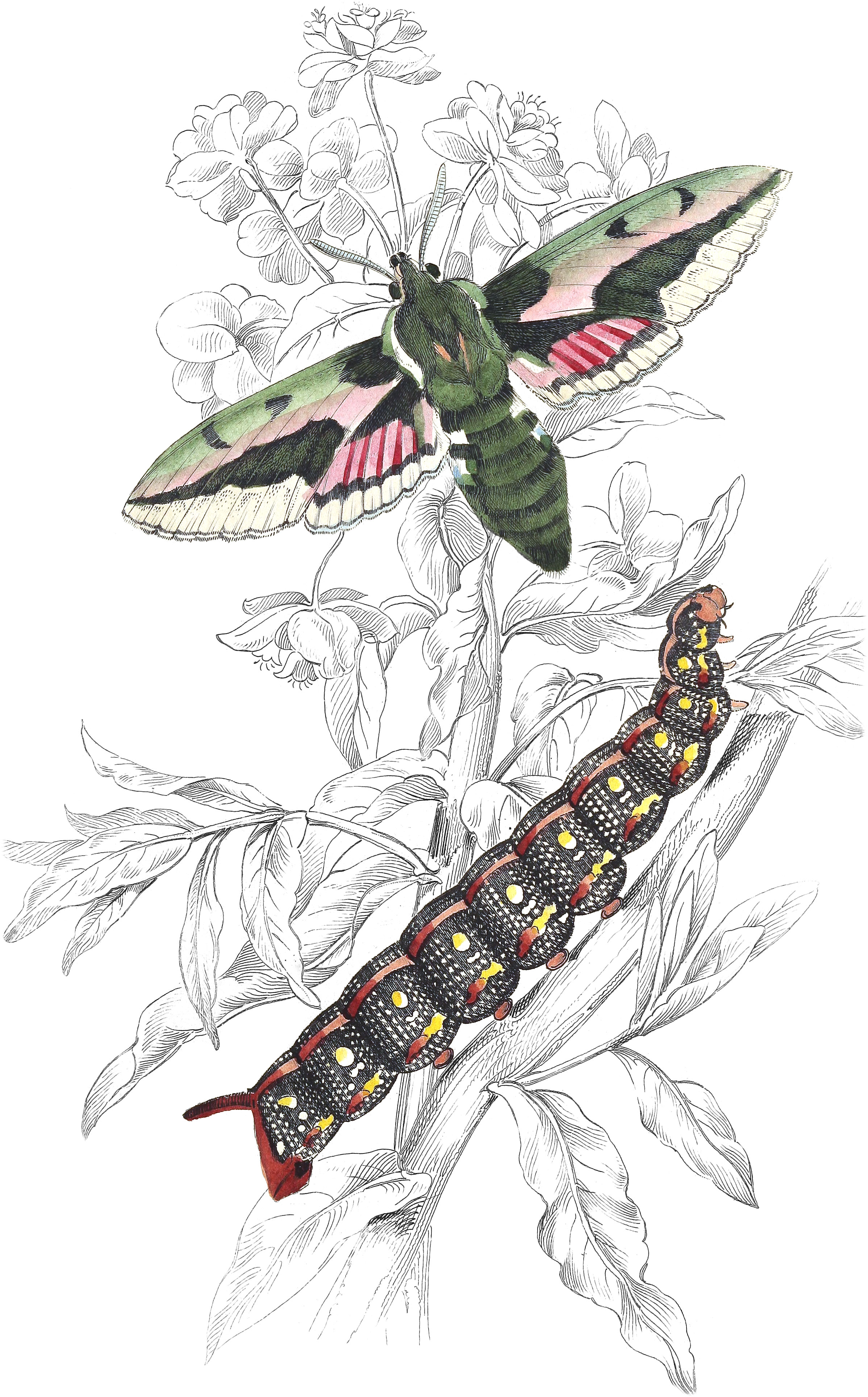 Spotted Elephant Hawk-Moth