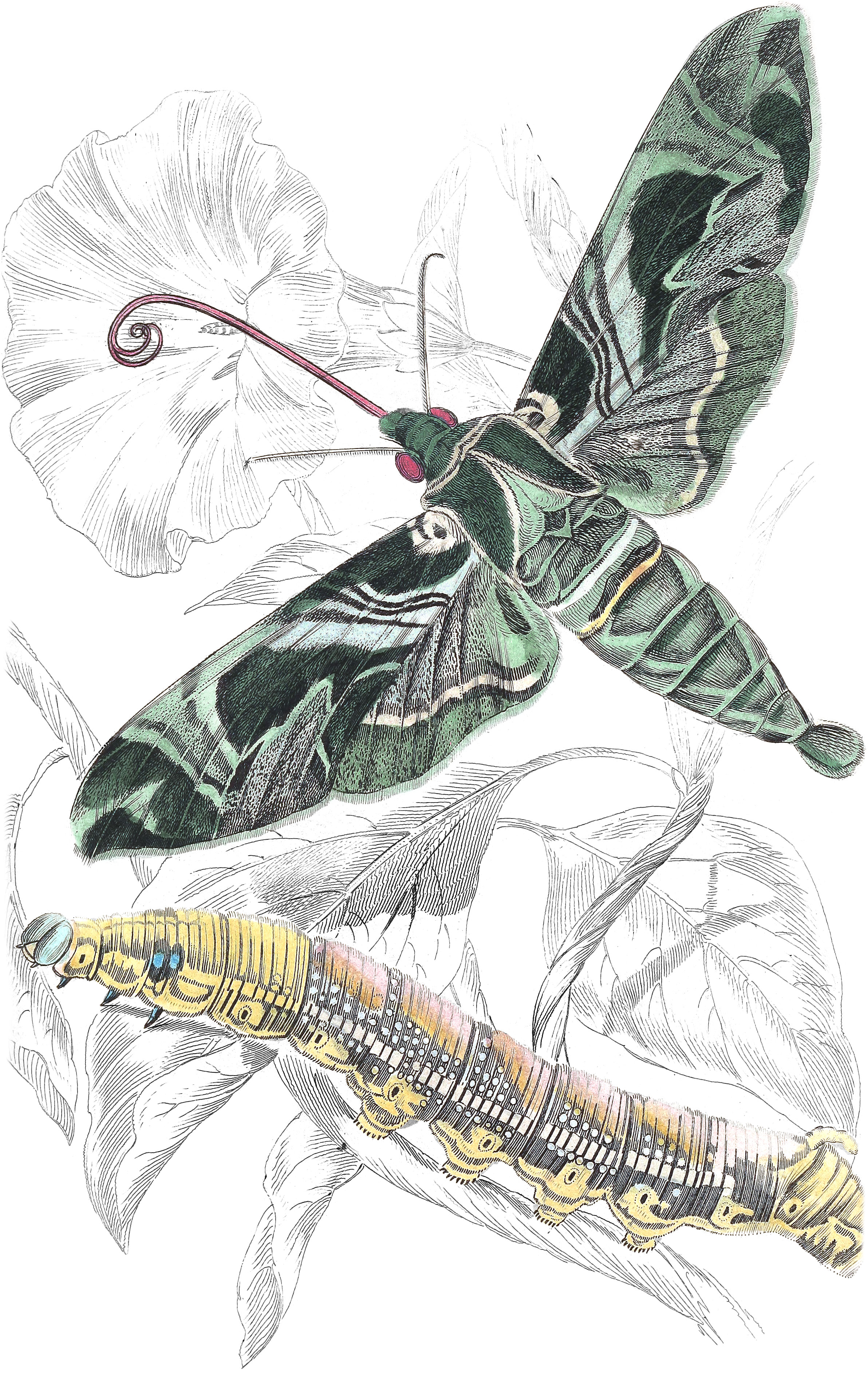 Oleander Hawk-Moth