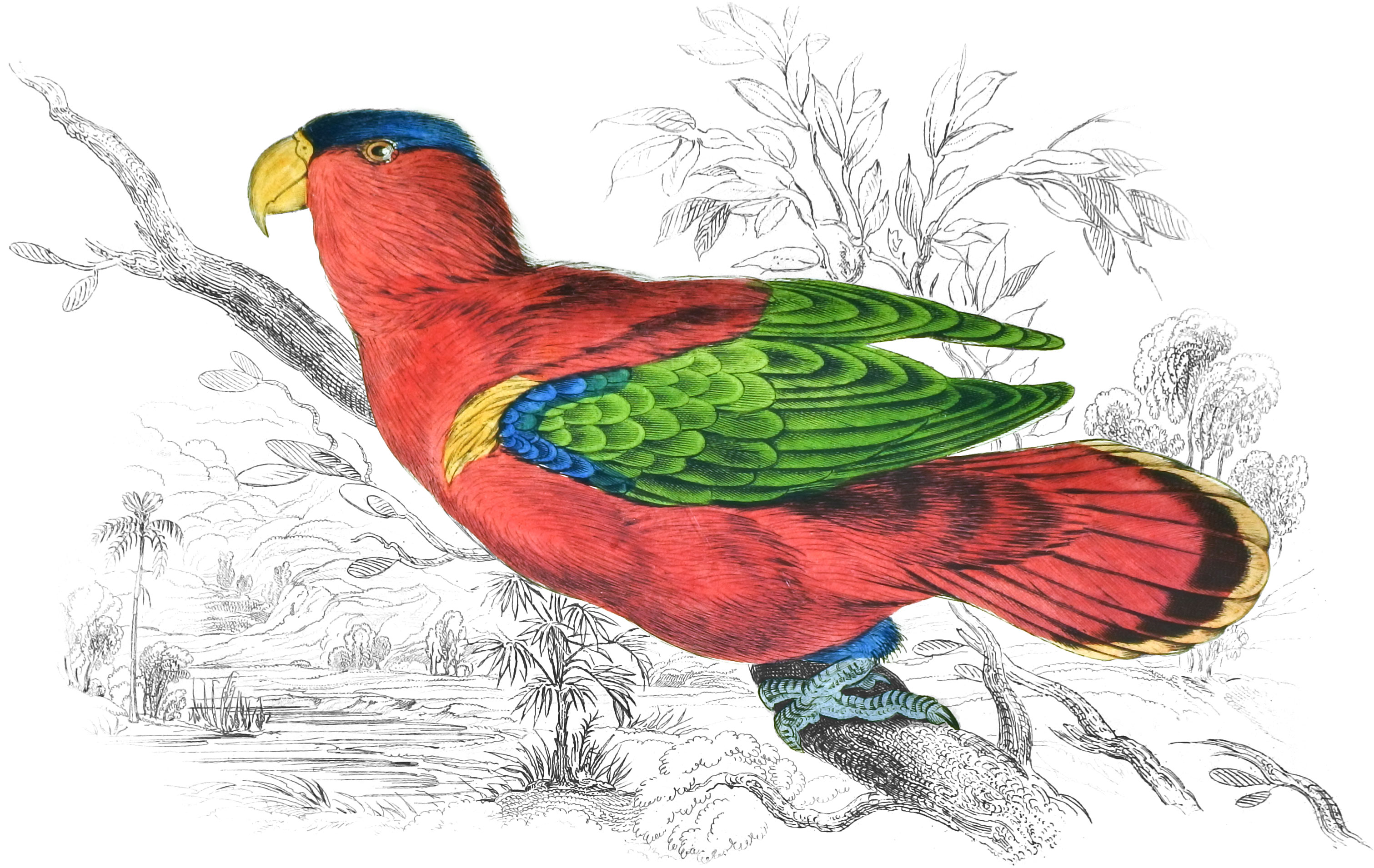 Purple-Capped Lory