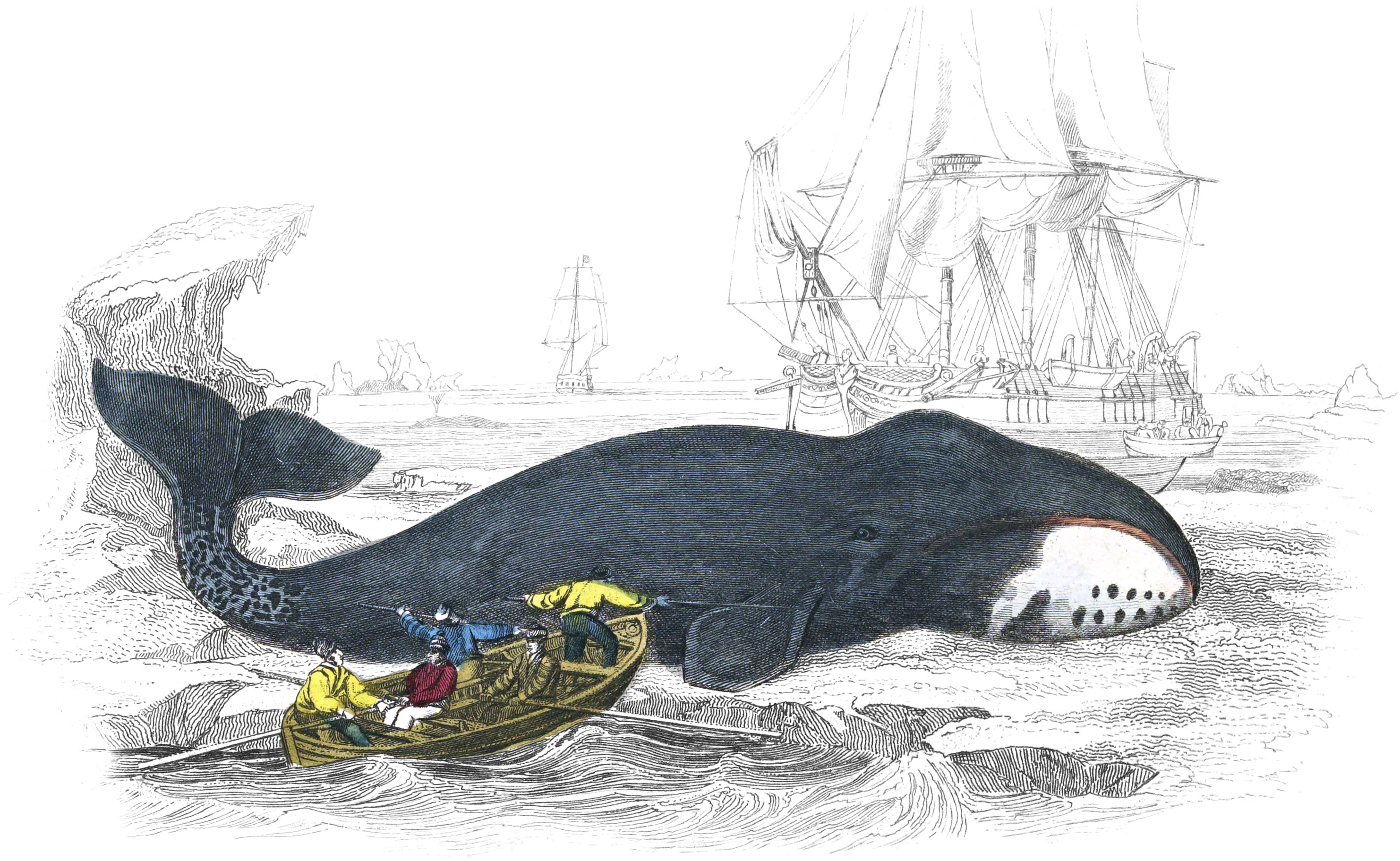 Greenland Whale