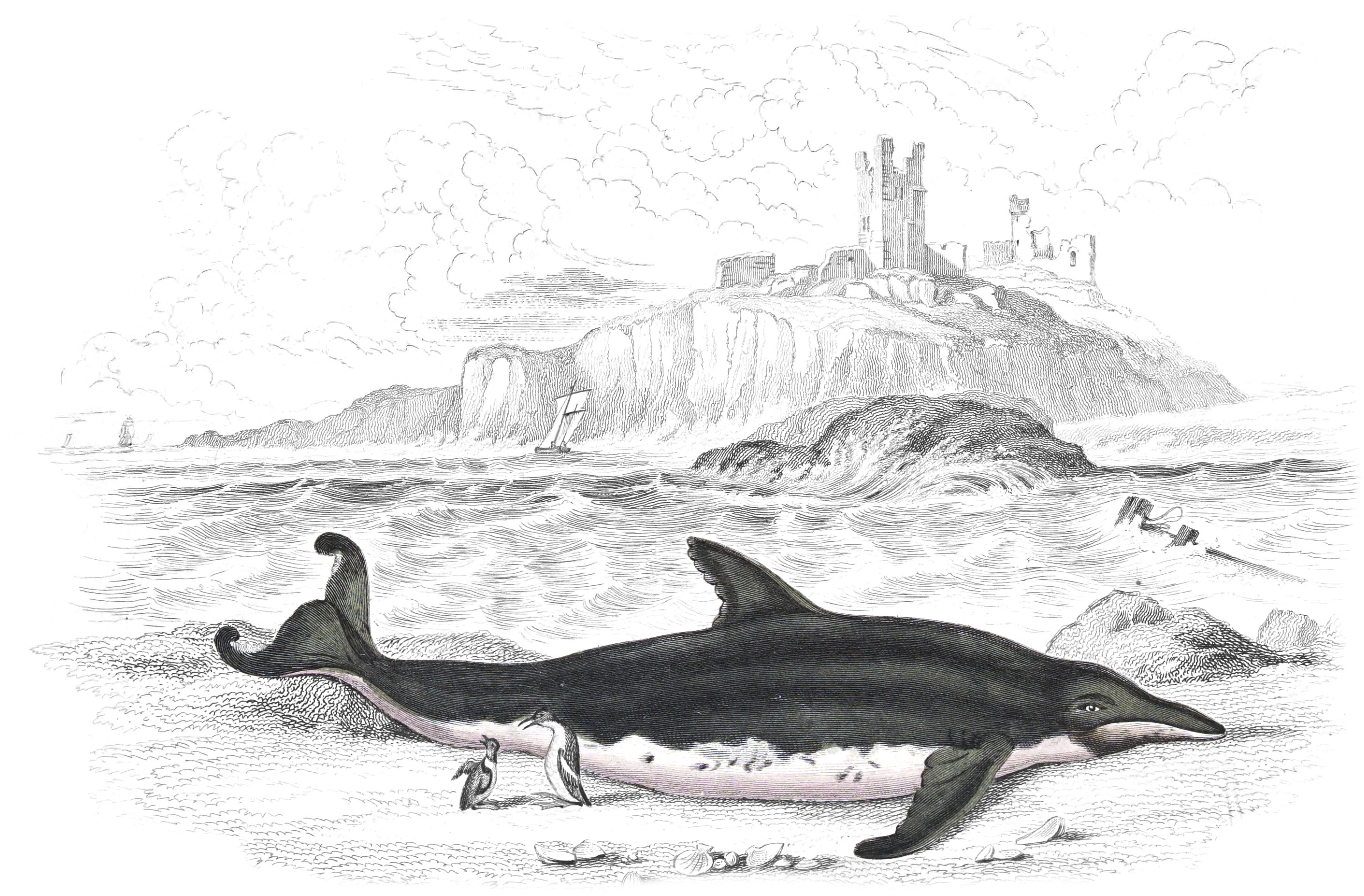 Delphinorhyncus of Breda