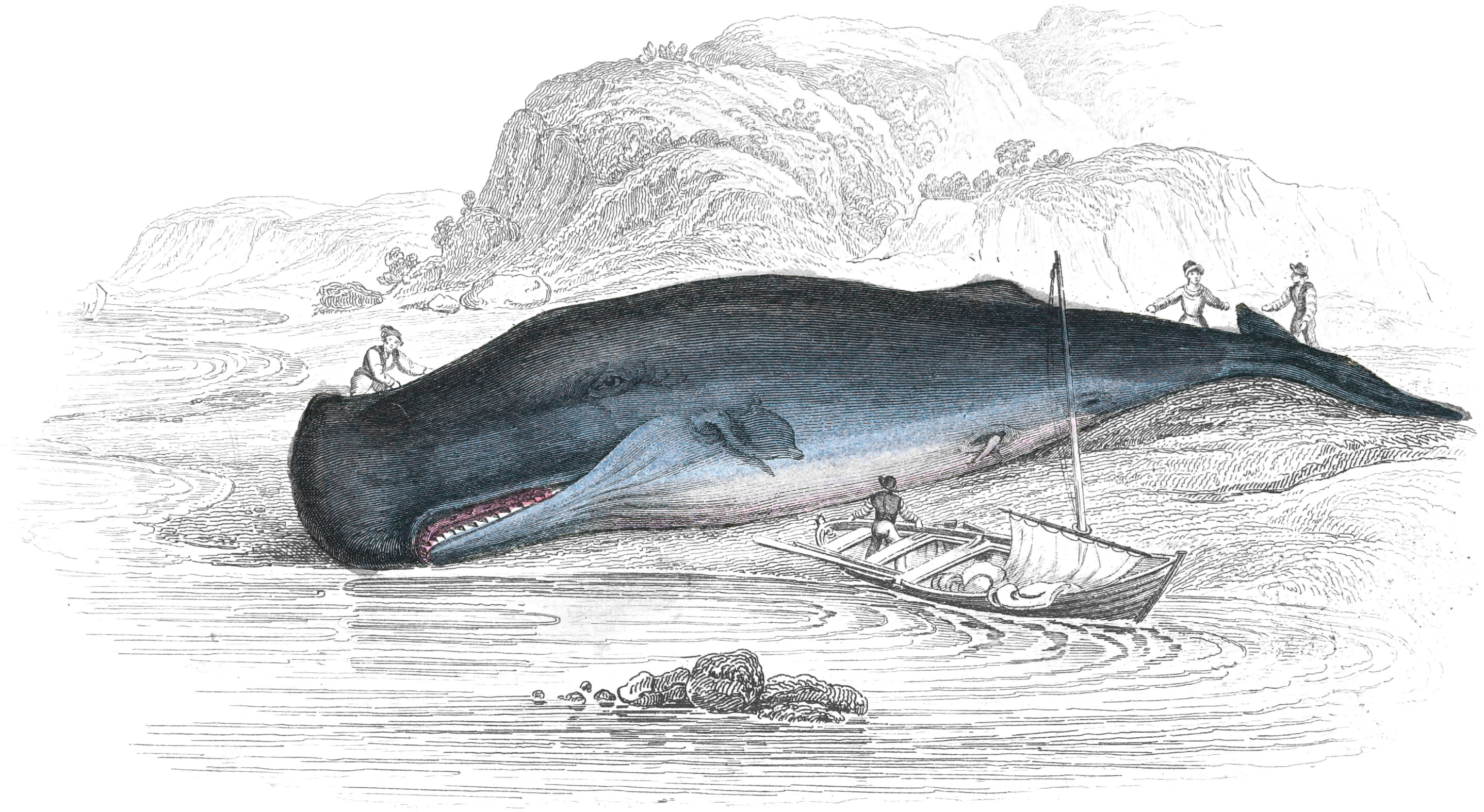 Spermaceti Whale from Frith of Forth